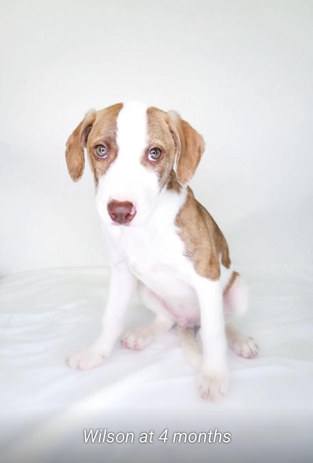 Enlarge Wilson, a Adoptable mixed breed in Bixby, OK image 4/4