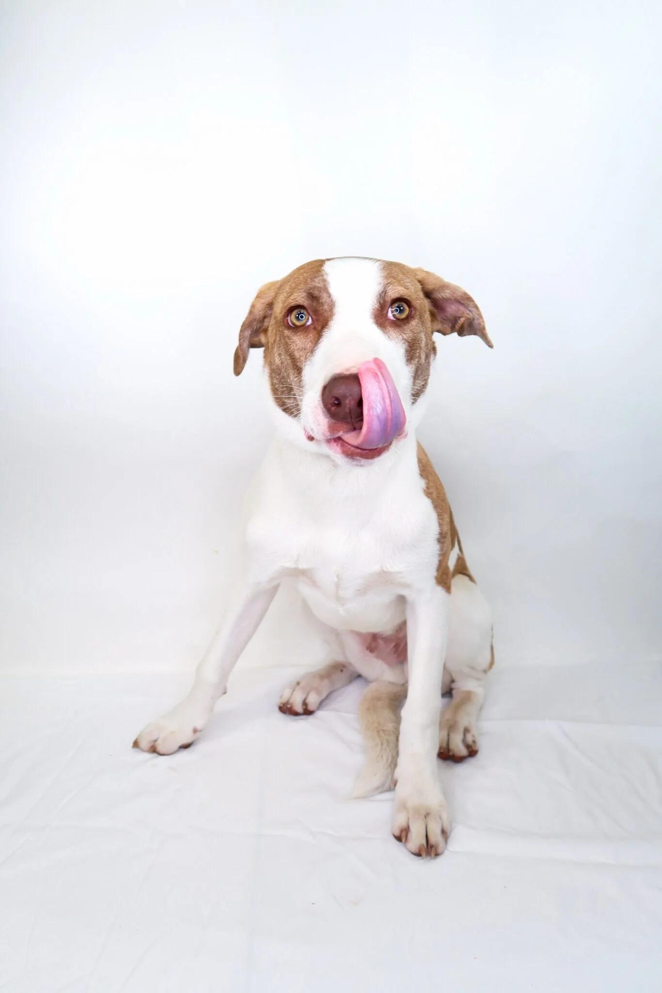 Wilson, a Adoptable mixed breed in Bixby, OK image 2/3