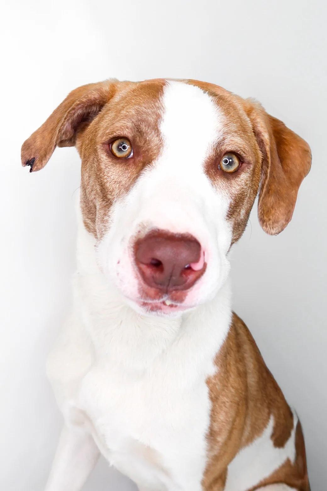 Enlarge Wilson, a Adoptable mixed breed in Bixby, OK image 1/6