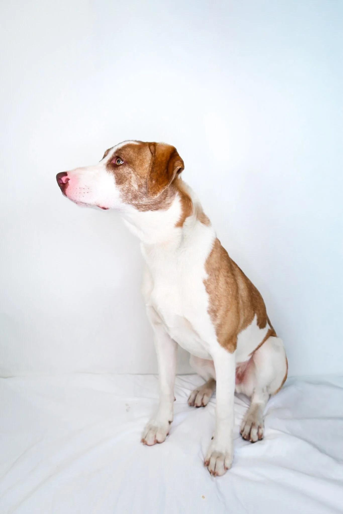 Enlarge Wilson, a Adoptable mixed breed in Bixby, OK image 6/6