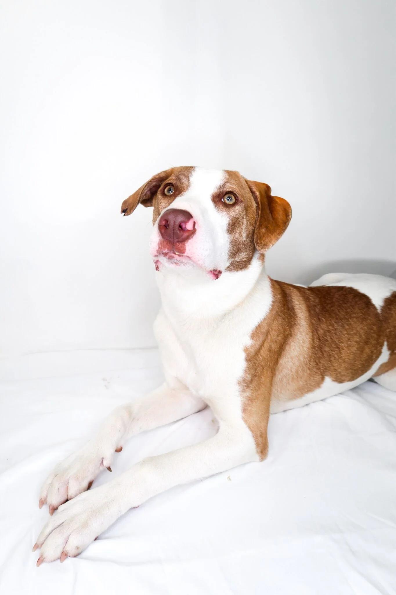 Enlarge Wilson, a Adoptable mixed breed in Bixby, OK image 2/6