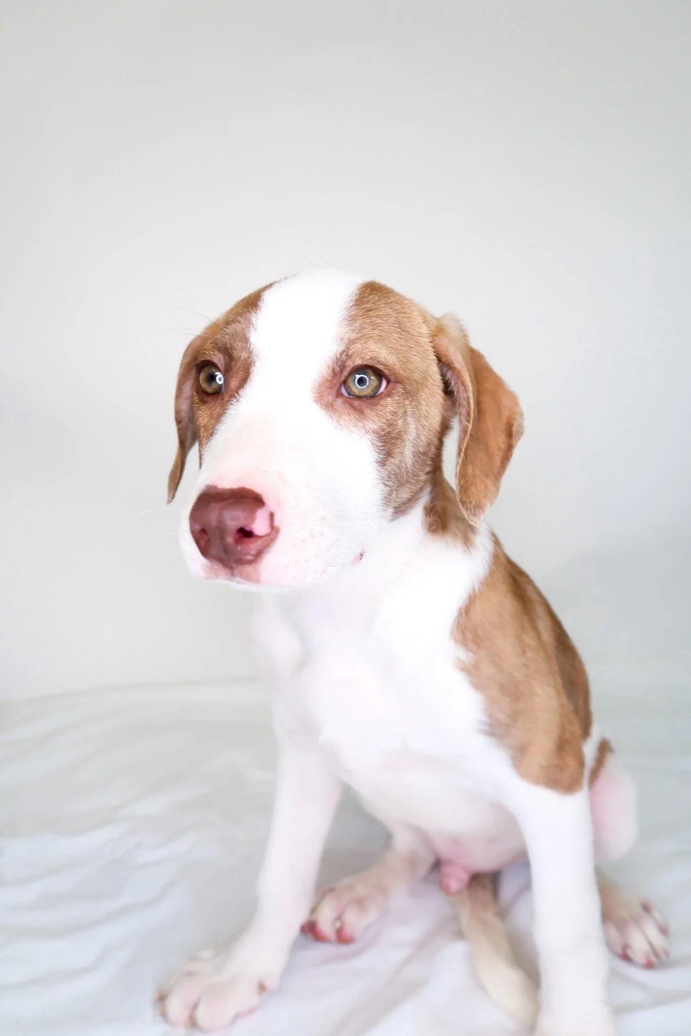 Wilson, Adoptable, Young Male Shepherd.
