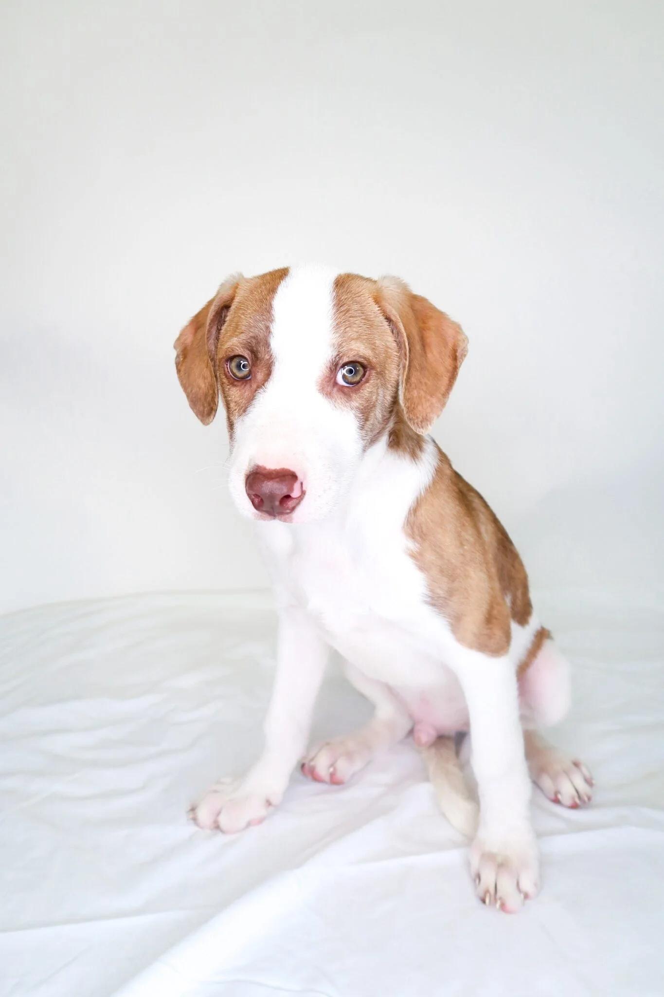 Wilson, a Adoptable mixed breed in Bixby, OK image 2/3