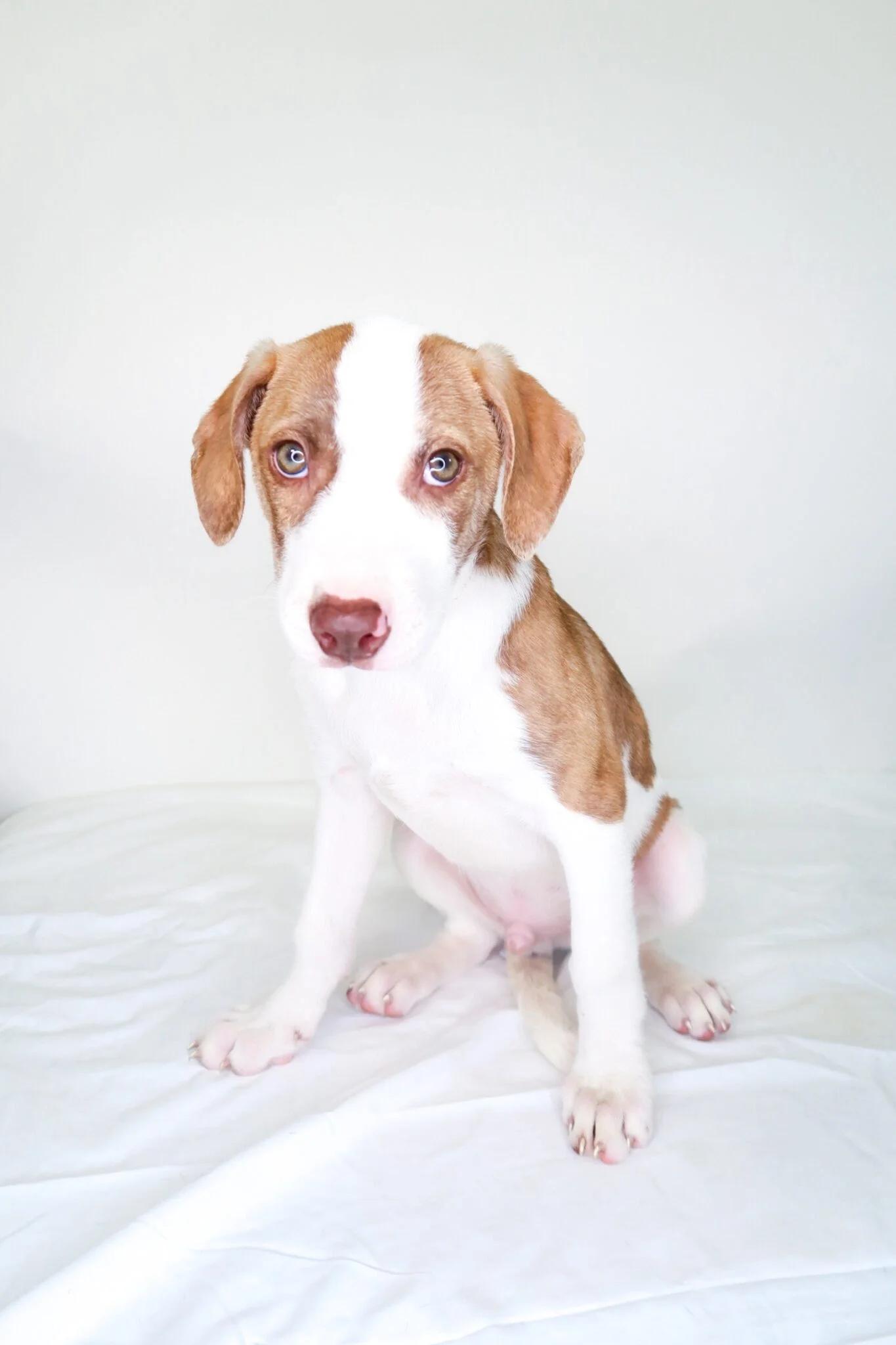Wilson, a Adoptable mixed breed in Bixby, OK image 3/3