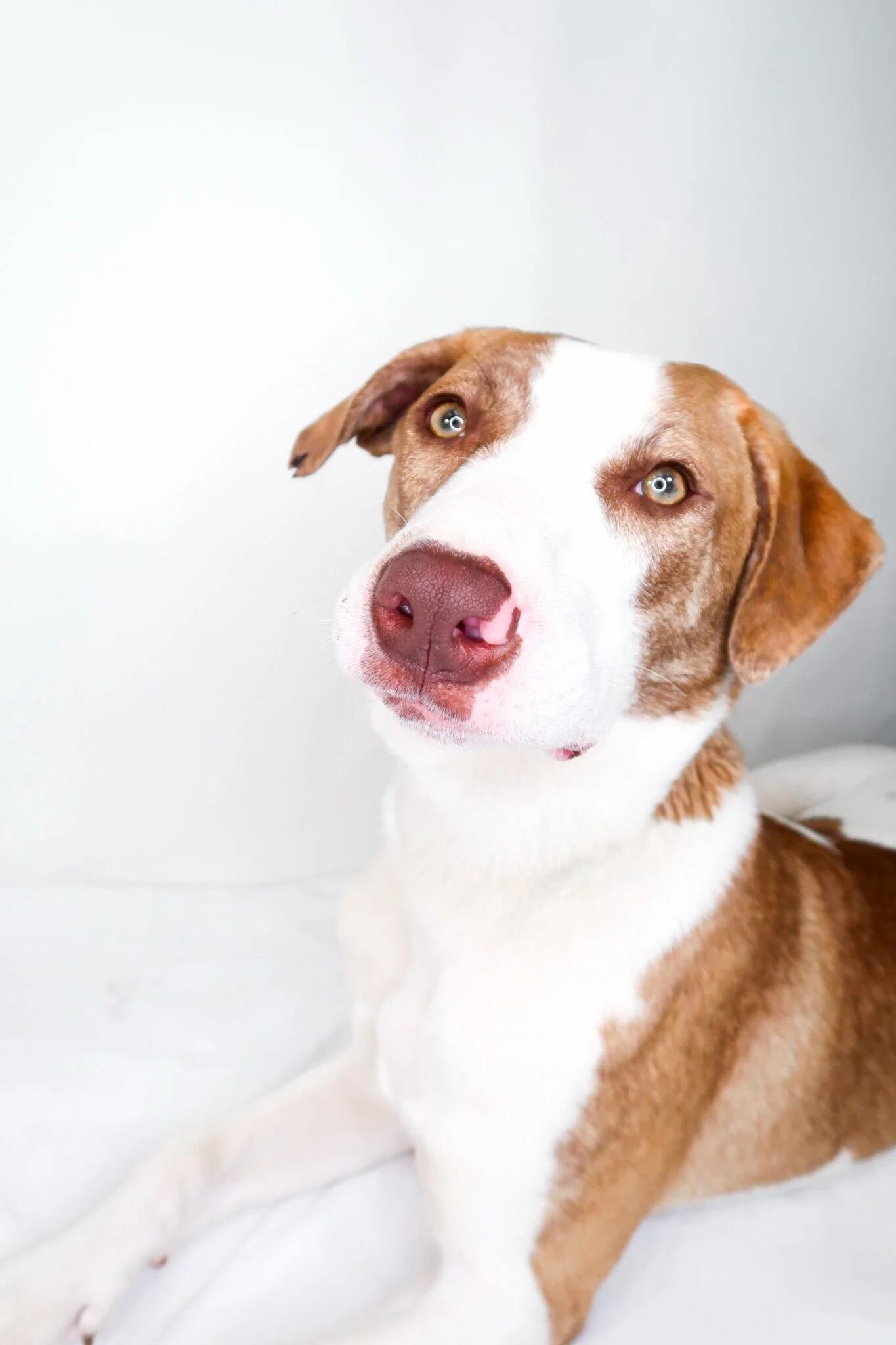 Enlarge Wilson, a Adoptable mixed breed in Bixby, OK image 3/6