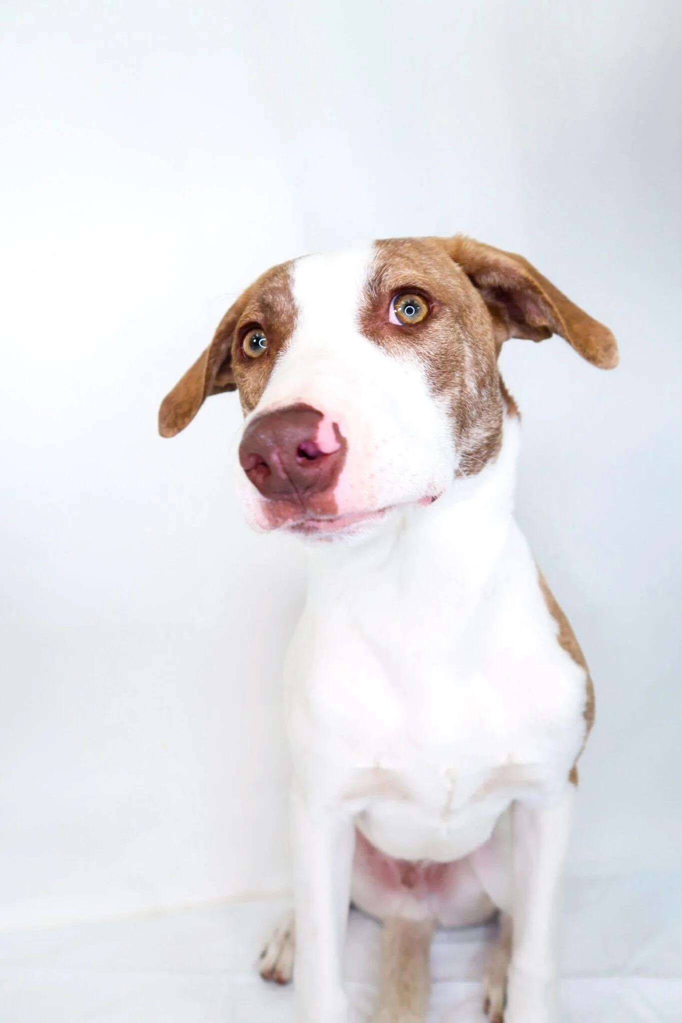 Wilson, a Adoptable mixed breed in Bixby, OK image 3/3