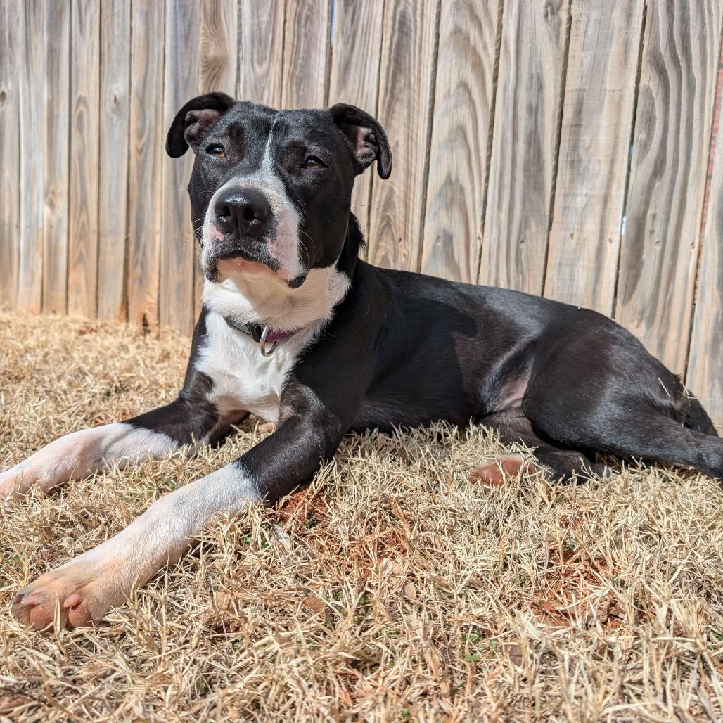 Trixie, Adoptable, Young Female Mixed Breed & Pit Bull Terrier.