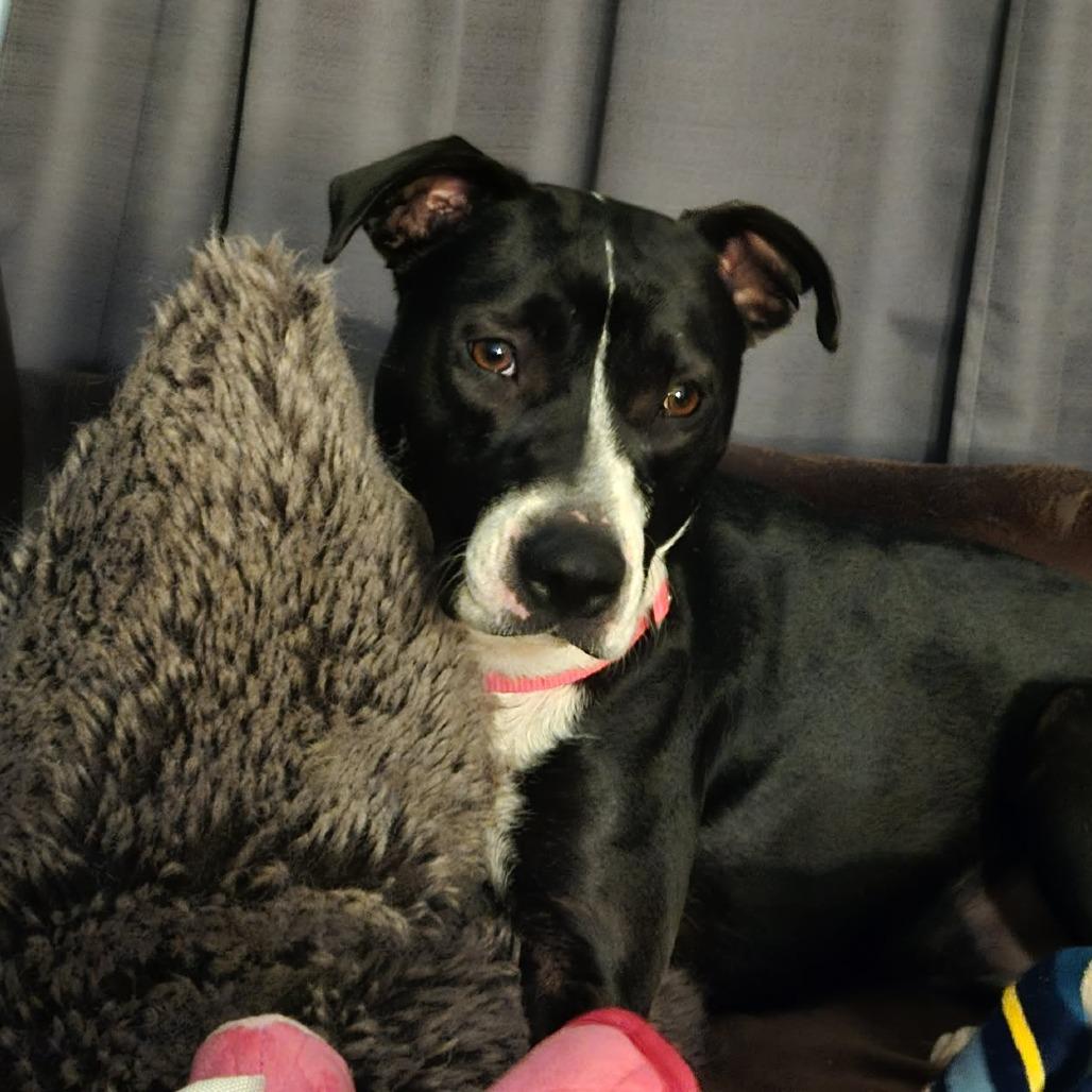 Enlarge Trixie, a Adoptable mixed breed in Newcastle, OK image 2/3