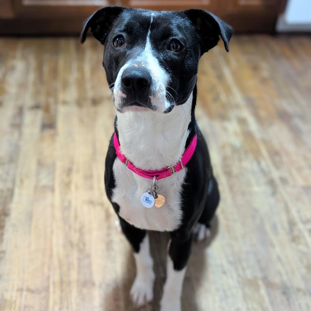 Enlarge Trixie, a Adoptable mixed breed in Newcastle, OK image 3/3