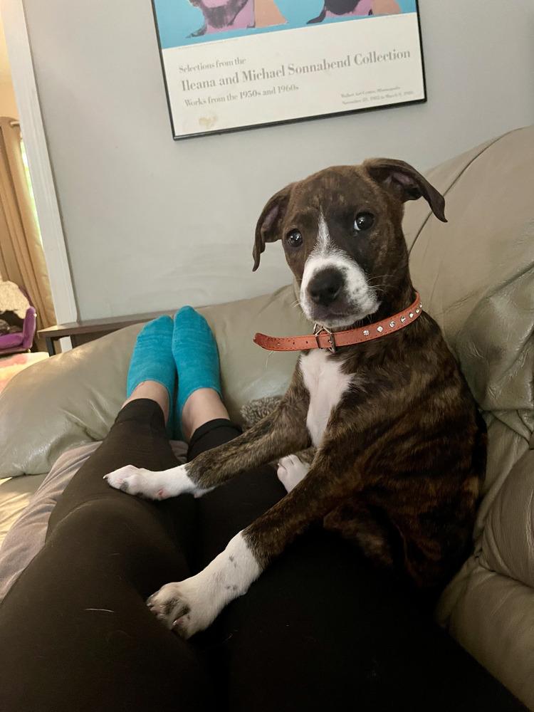 Charlotte, Adoptable, Puppy Female Mixed Breed.
