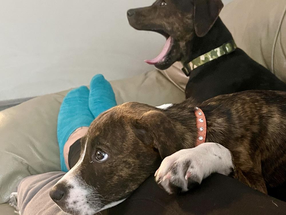 Enlarge Charlotte, a Adoptable mixed breed in Loveland, OH image 2/6