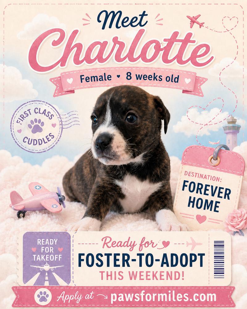Charlotte, a Adoptable mixed breed in Loveland, OH image 2/3