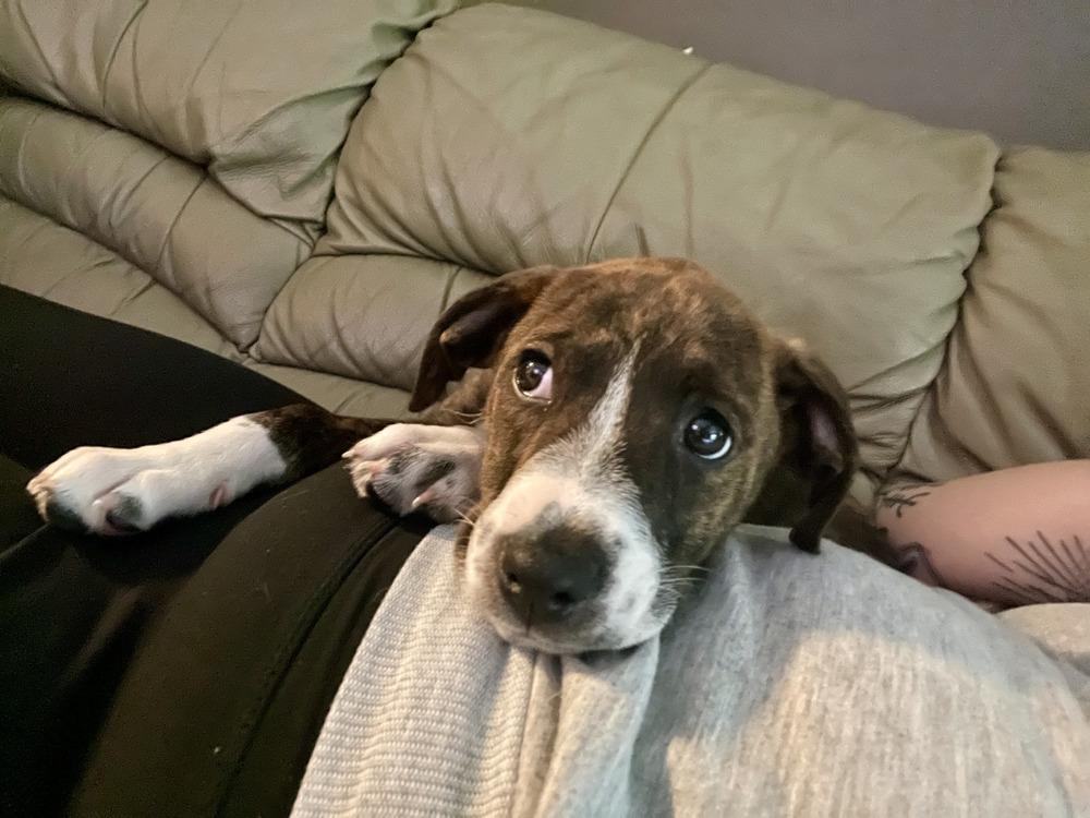 Enlarge Charlotte, a Adoptable mixed breed in Loveland, OH image 6/6