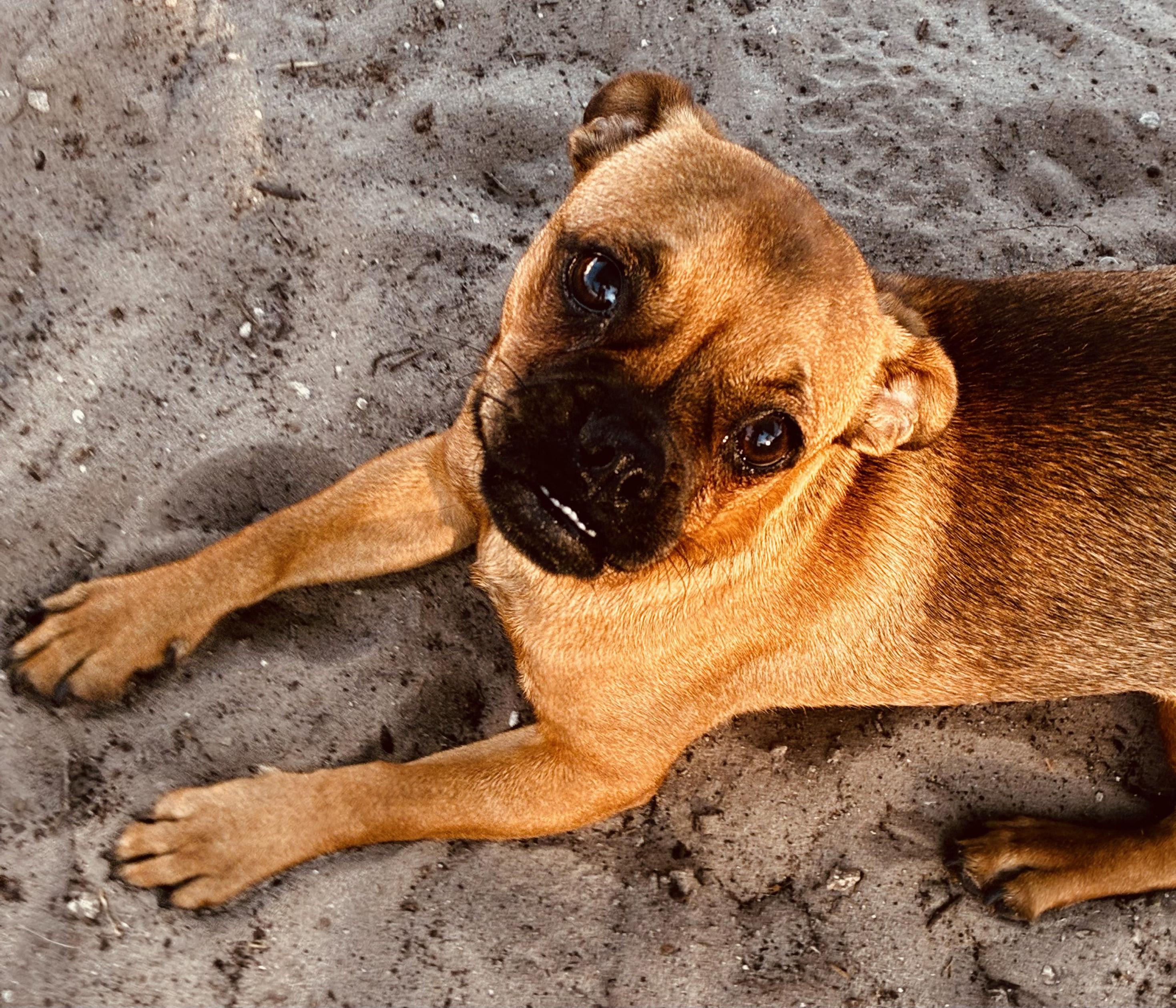 Kary, an adoptable mixed breed in New Port Richey, FL image 2/6