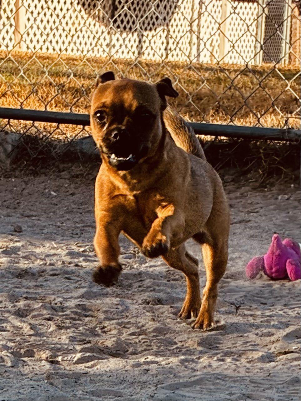 Kary, an adoptable mixed breed in New Port Richey, FL image 4/6