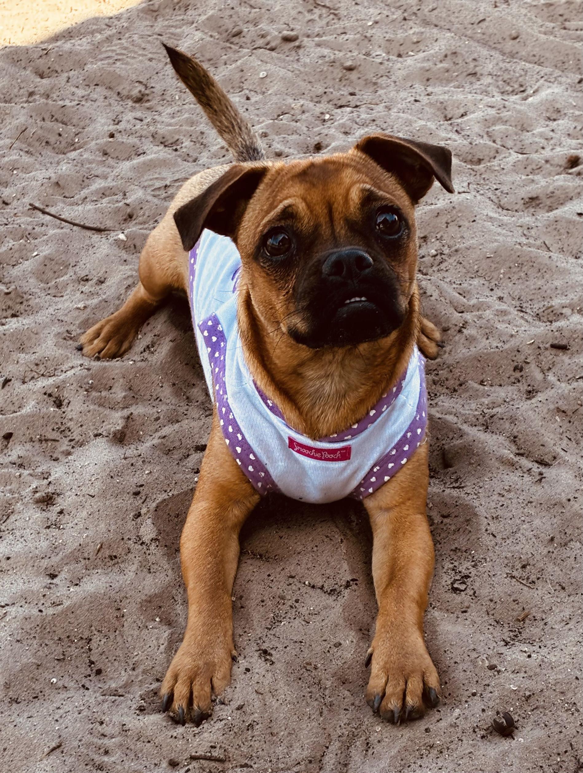 Kary, an adoptable mixed breed in New Port Richey, FL image 3/6