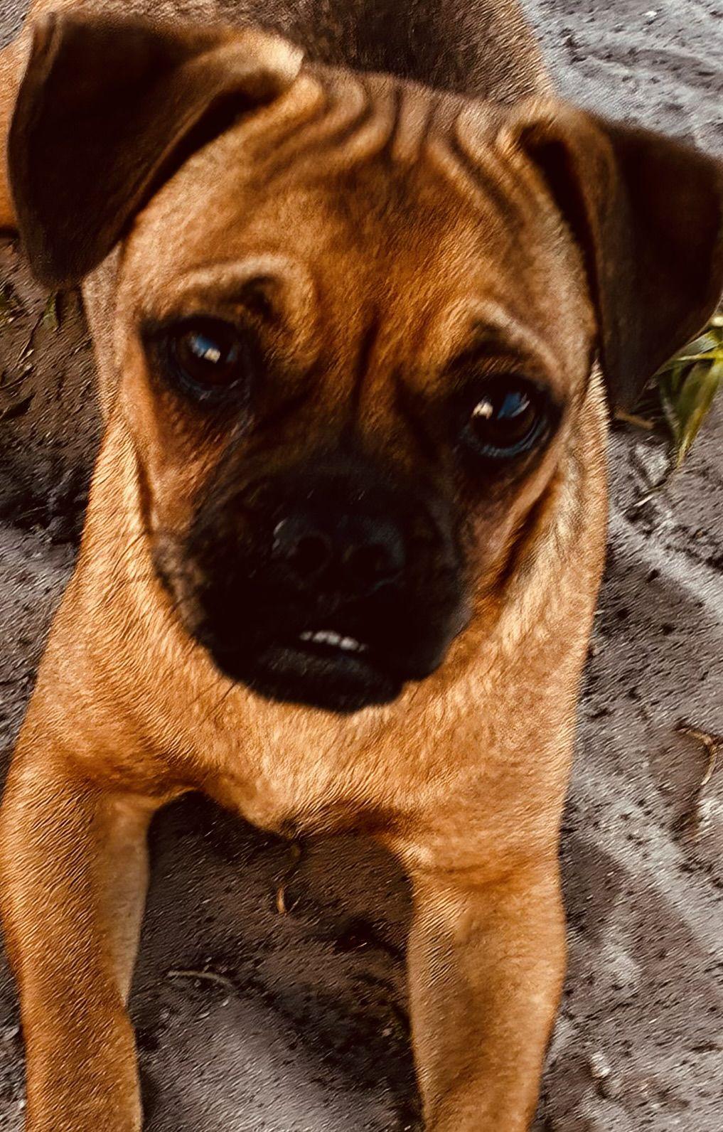 Kary, an adoptable mixed breed in New Port Richey, FL image 5/6