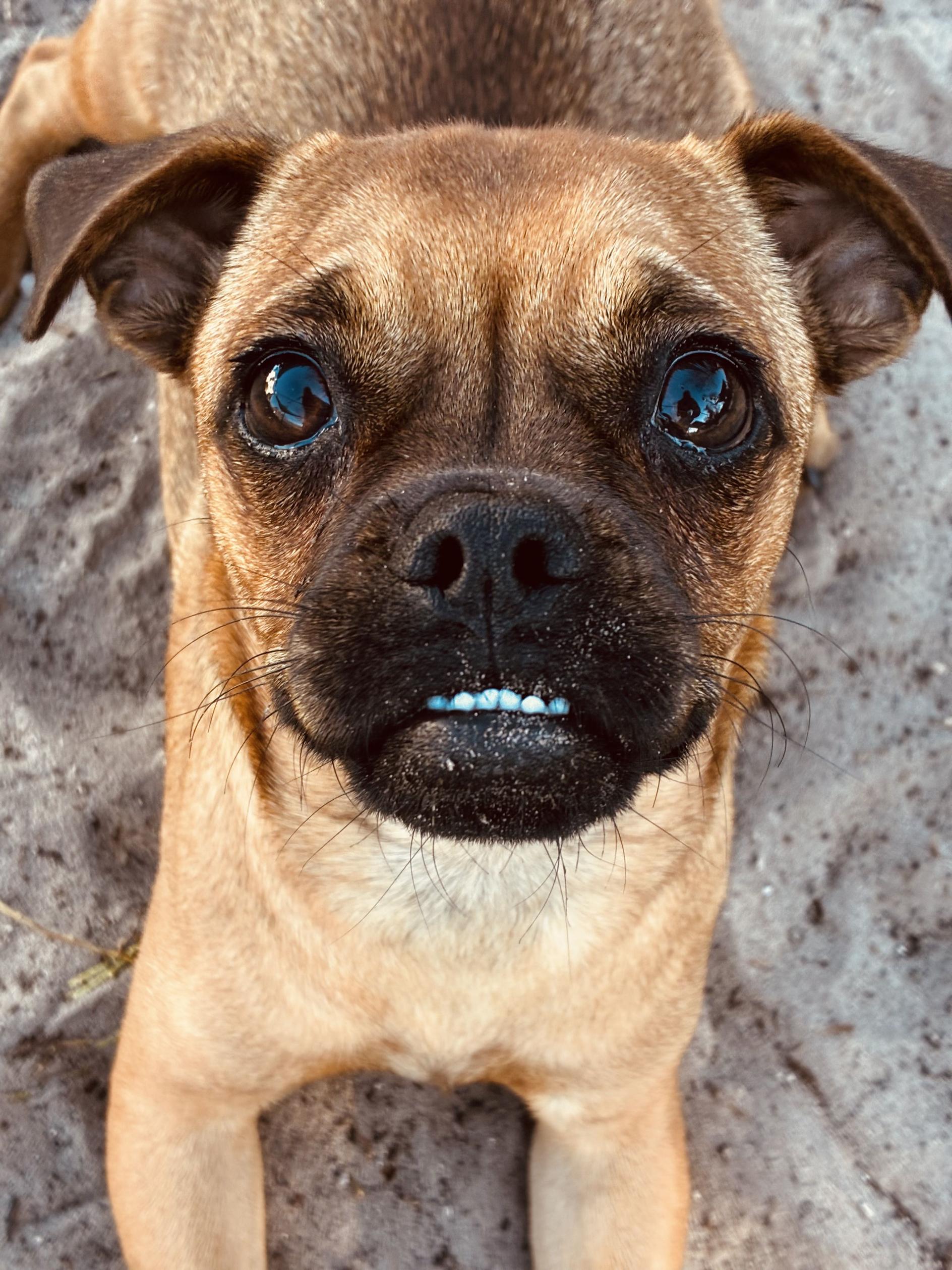 Kary, adoptable, Young Female Chug.