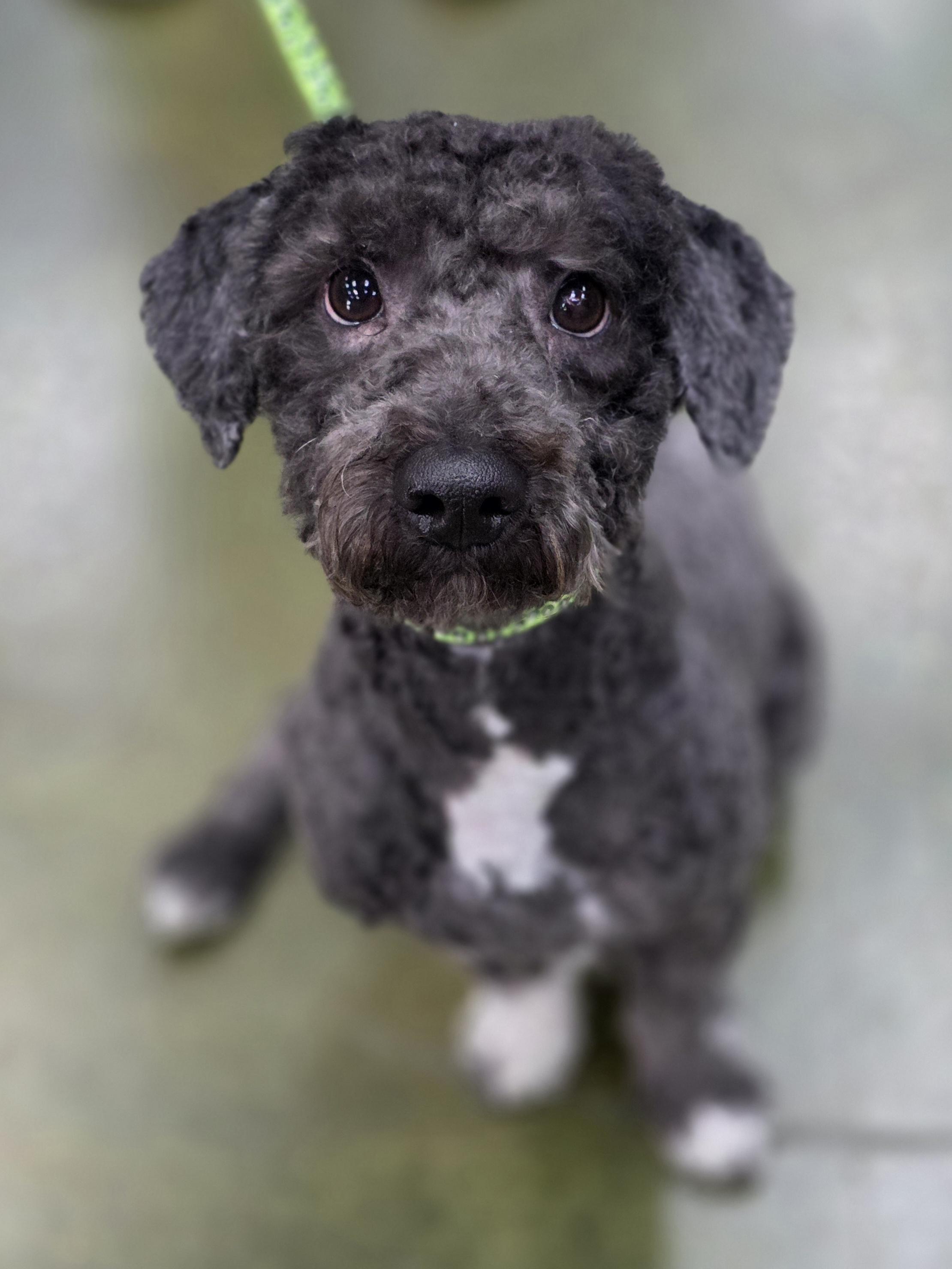 Enlarge Theodore , a ADOPTABLE mixed breed in Clovis, CA image 5/5