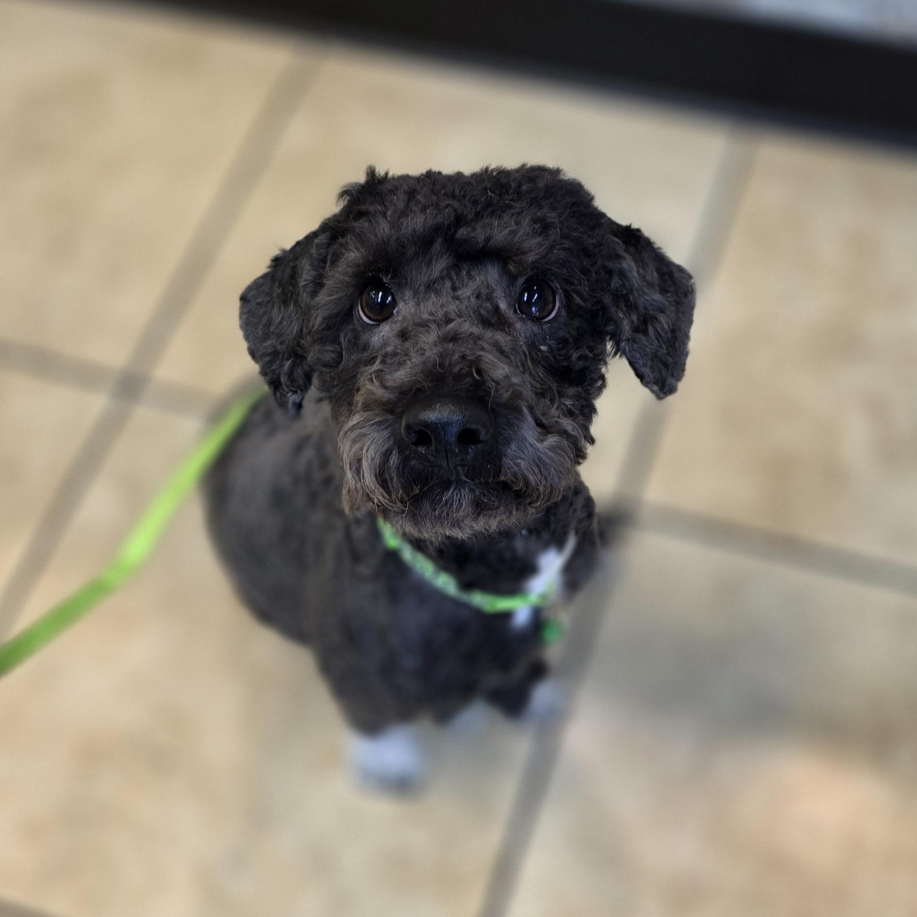 Enlarge Theodore , a ADOPTABLE mixed breed in Clovis, CA image 1/5