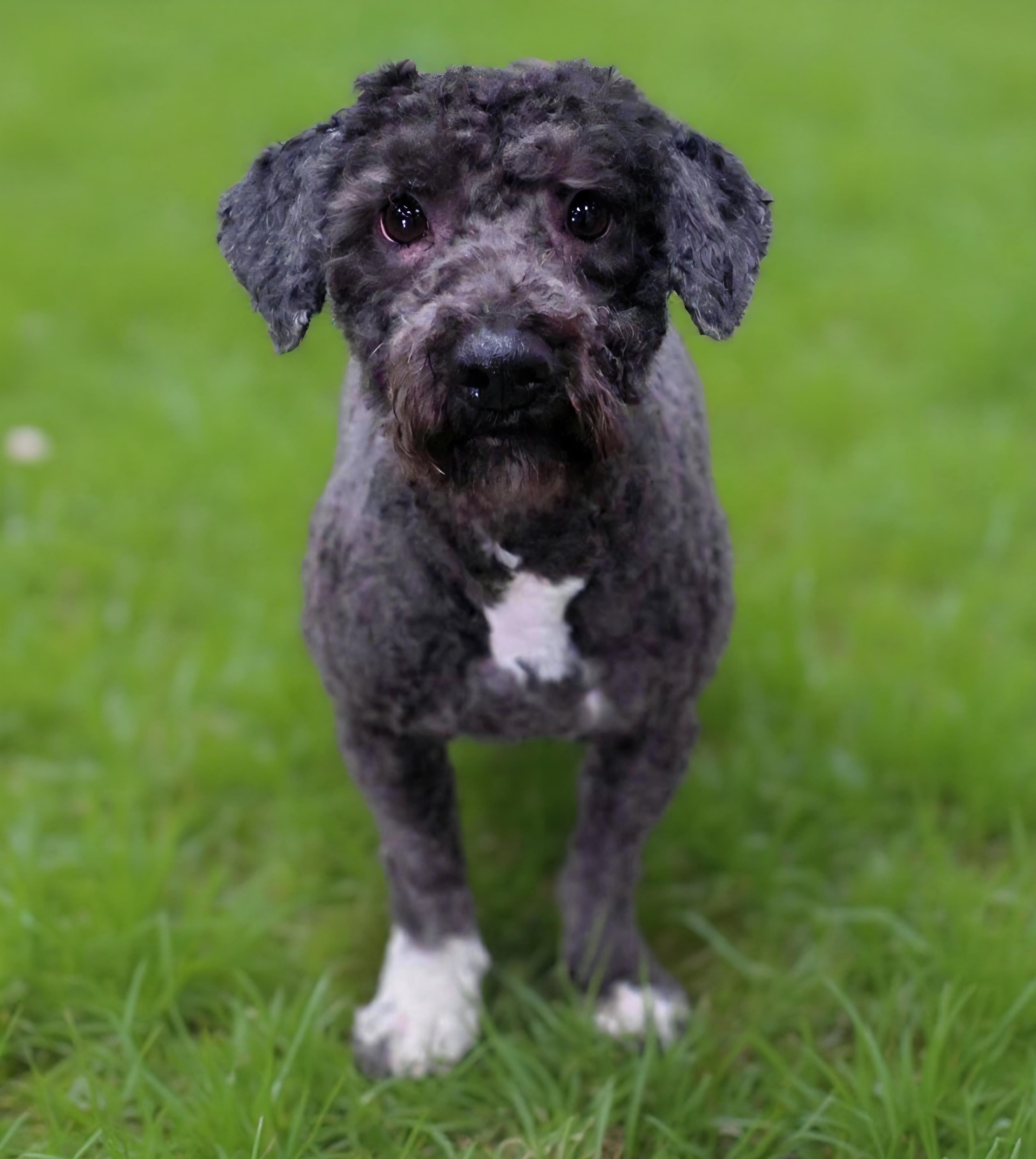Enlarge Theodore , a ADOPTABLE mixed breed in Clovis, CA image 3/5