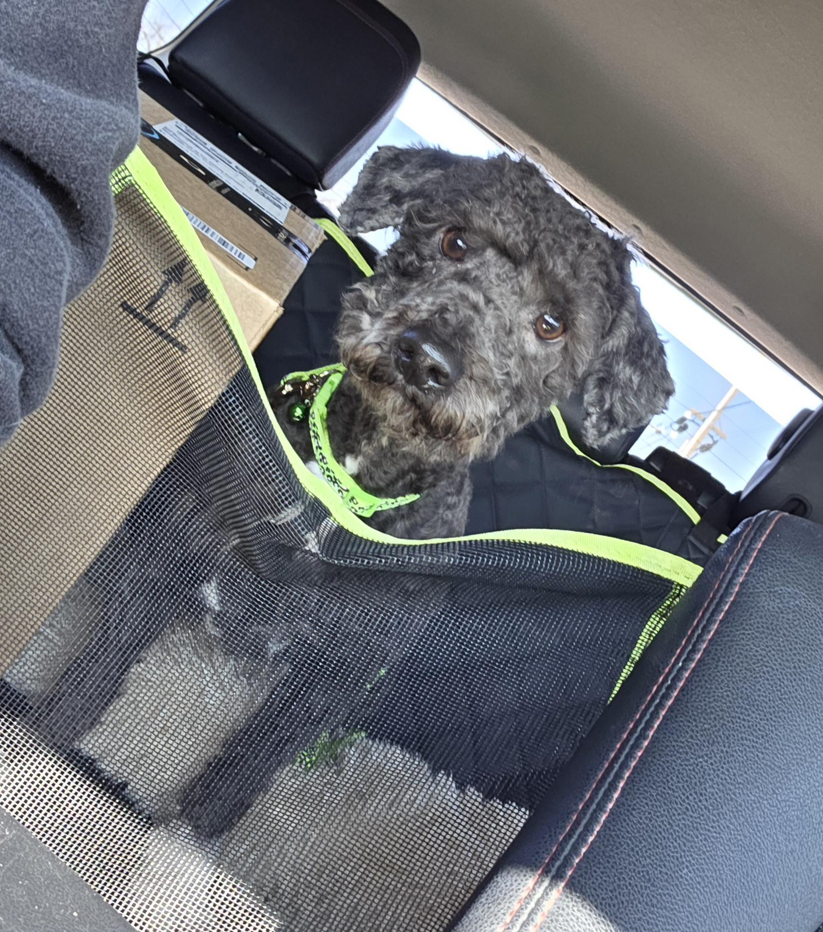 Enlarge Theodore , a ADOPTABLE mixed breed in Clovis, CA image 4/5