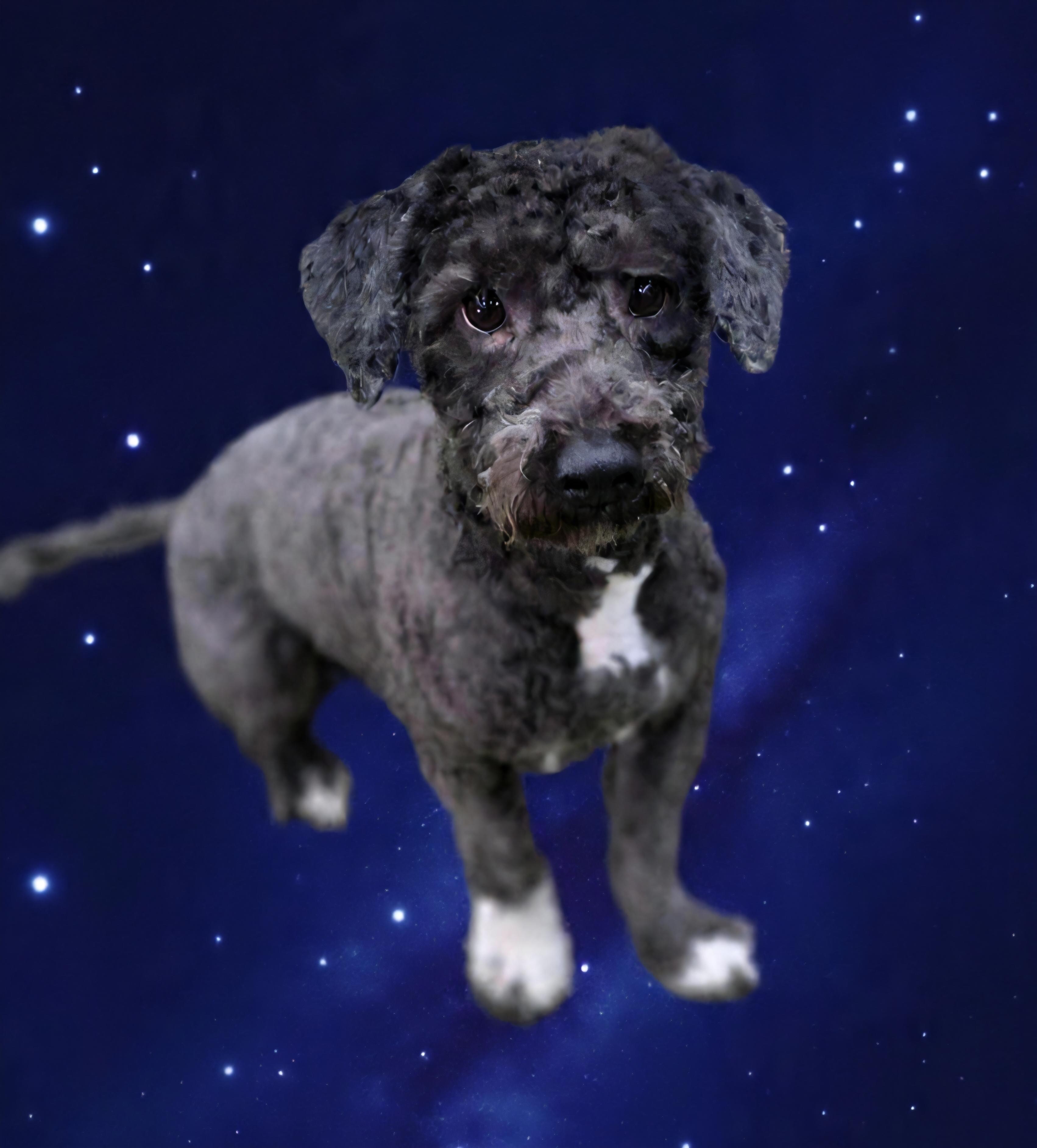 Enlarge Theodore , a ADOPTABLE mixed breed in Clovis, CA image 2/5