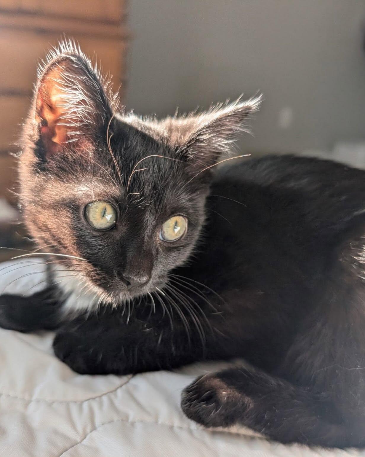 Enlarge MISO, a Adoptable mixed breed in Coquitlam, BC image 5/6