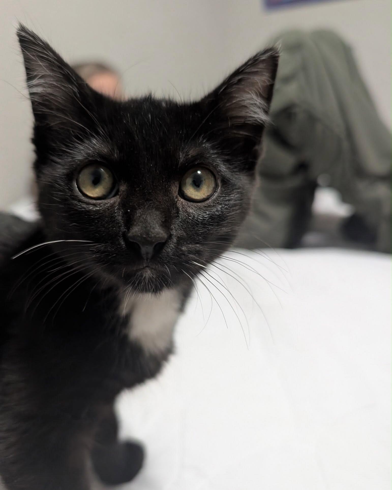 Enlarge MISO, a Adoptable mixed breed in Coquitlam, BC image 2/6
