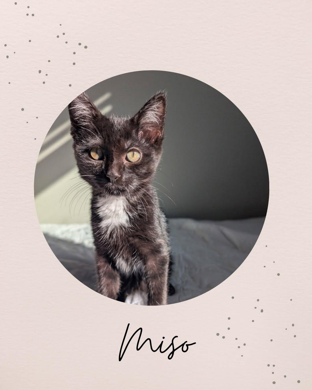 MISO, Adoptable, Kitten Female Domestic Medium Hair.