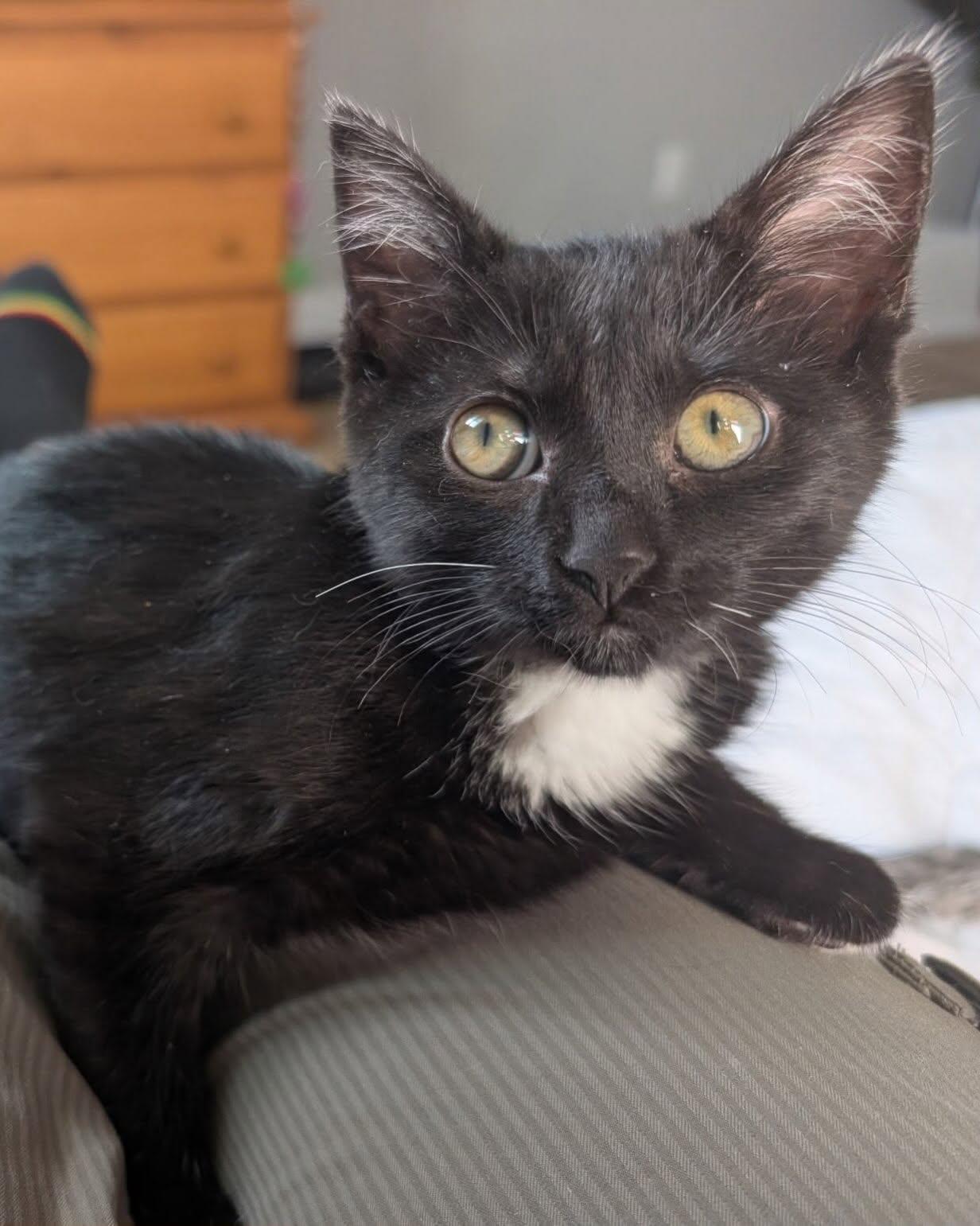 Enlarge MISO, a Adoptable mixed breed in Coquitlam, BC image 3/6