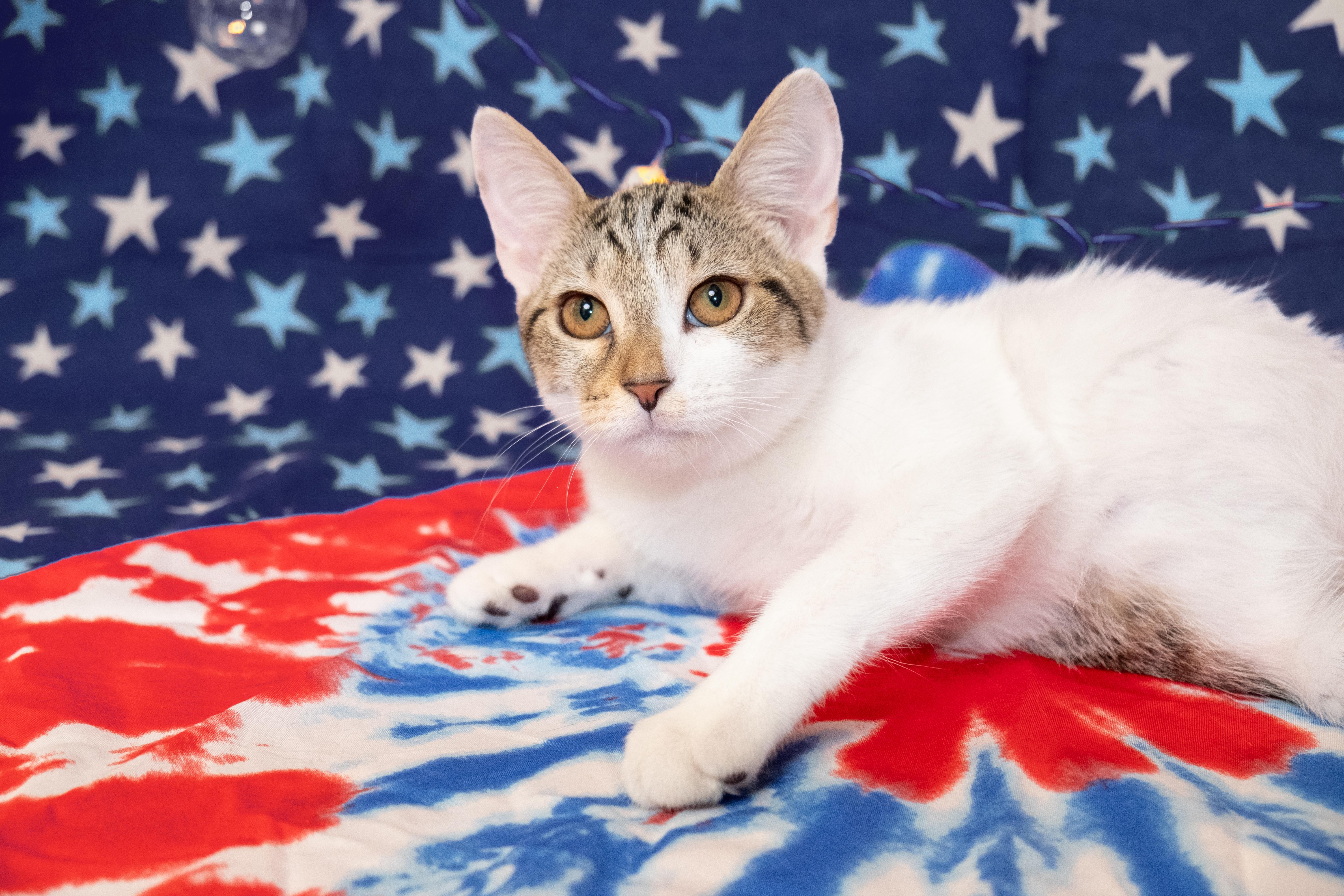 Ceylon, a ADOPTABLE Domestic Short Hair in Apex, NC image 3/6