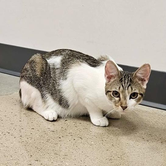 Enlarge Ceylon, a Adoptable Domestic Short Hair in Apex, NC image 6/6