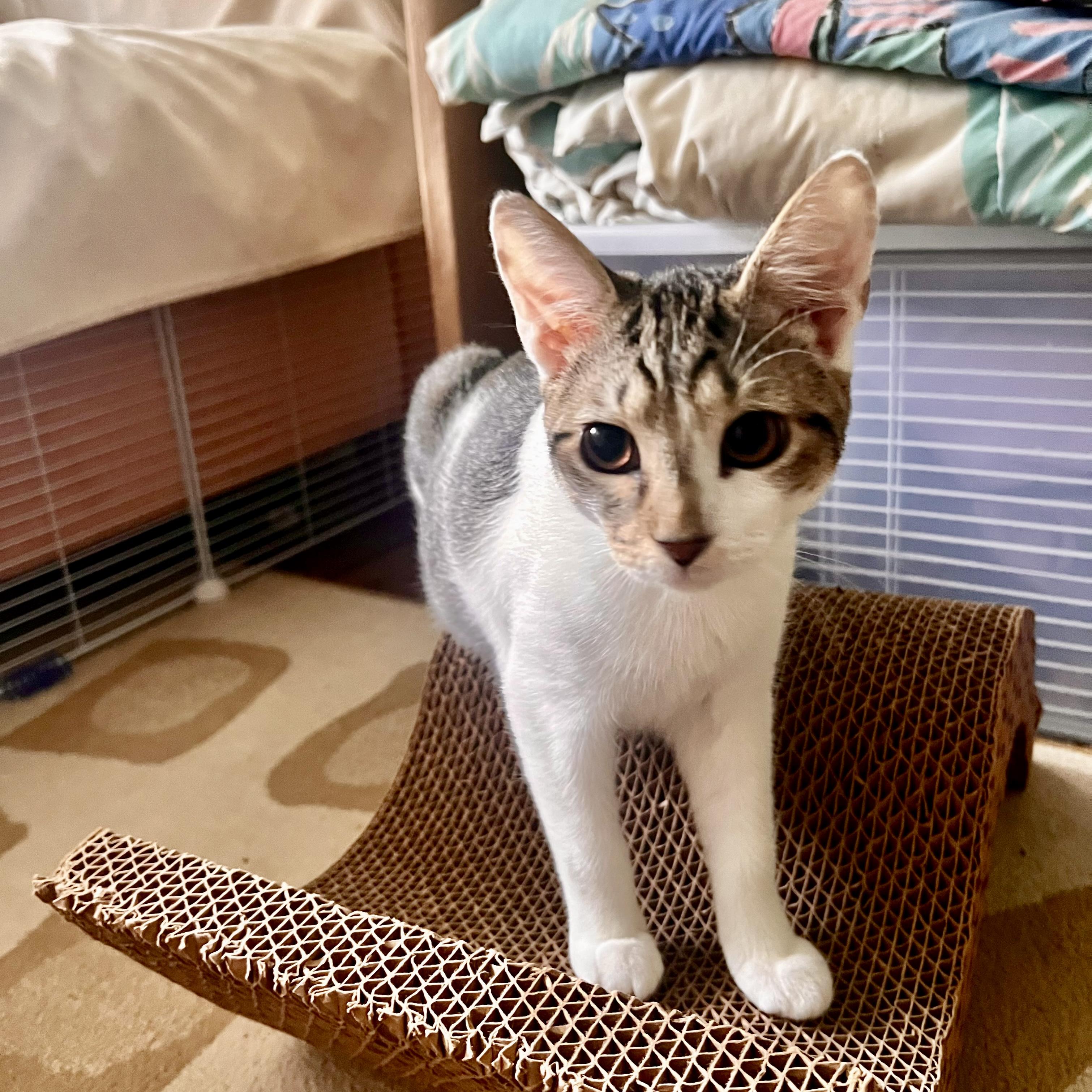 Enlarge Ceylon, a ADOPTABLE Domestic Short Hair in Apex, NC image 6/6
