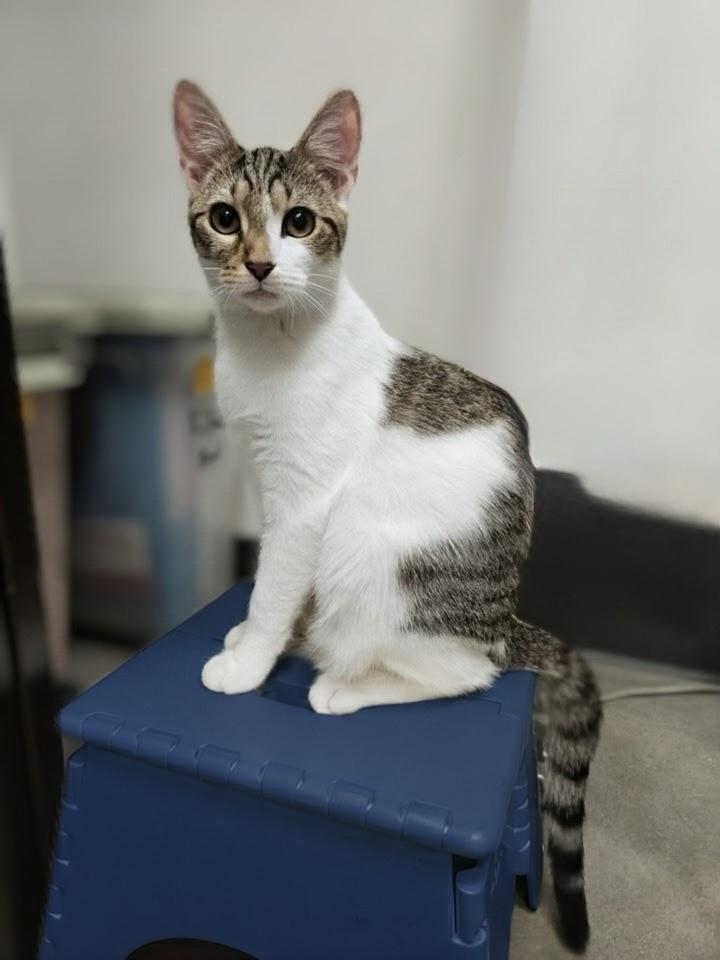 Enlarge Ceylon, a Adoptable Domestic Short Hair in Apex, NC image 3/6