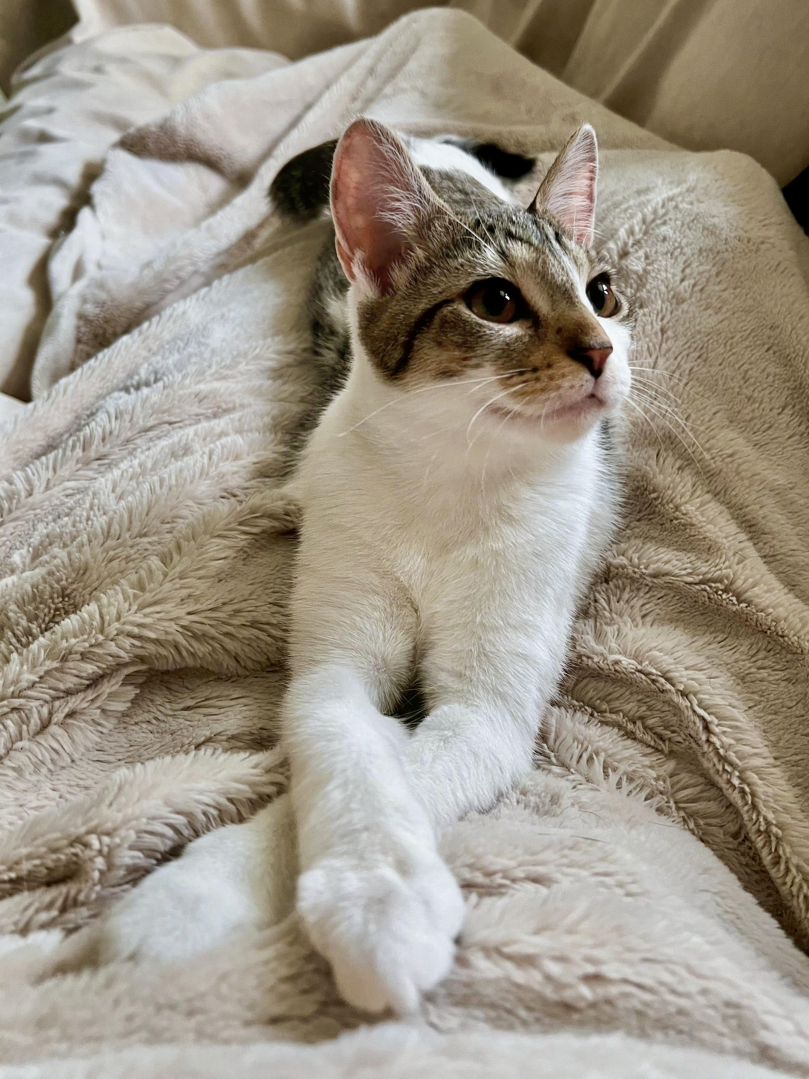 Enlarge Ceylon, a ADOPTABLE Domestic Short Hair in Apex, NC image 5/6