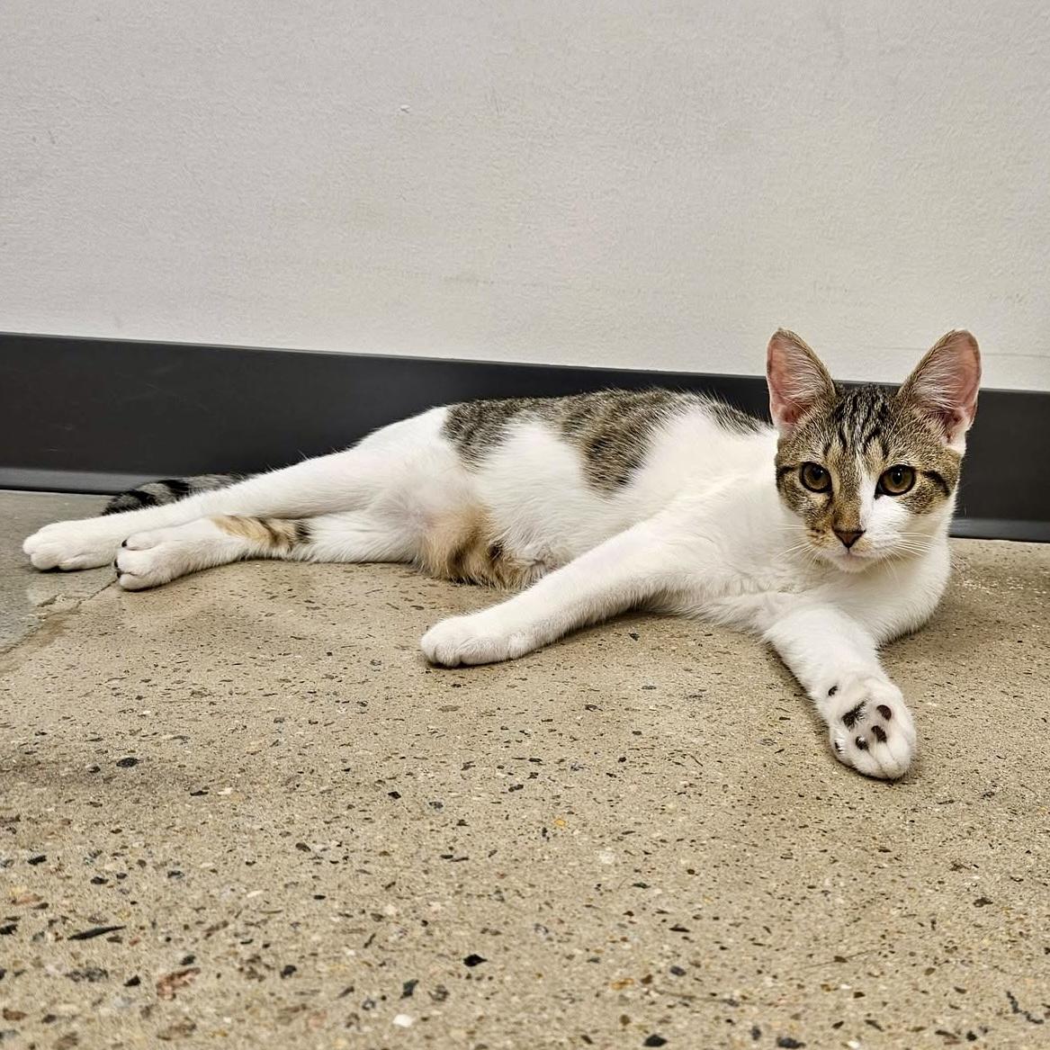 Enlarge Ceylon, a Adoptable Domestic Short Hair in Apex, NC image 2/6