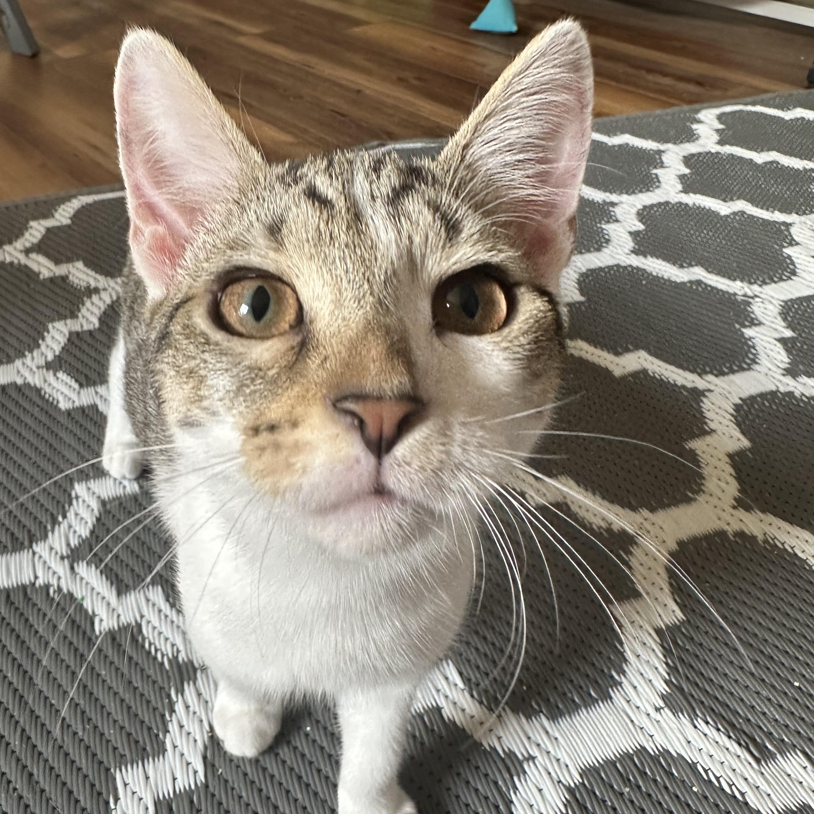 Ceylon, ADOPTABLE, Kitten Female Domestic Short Hair.