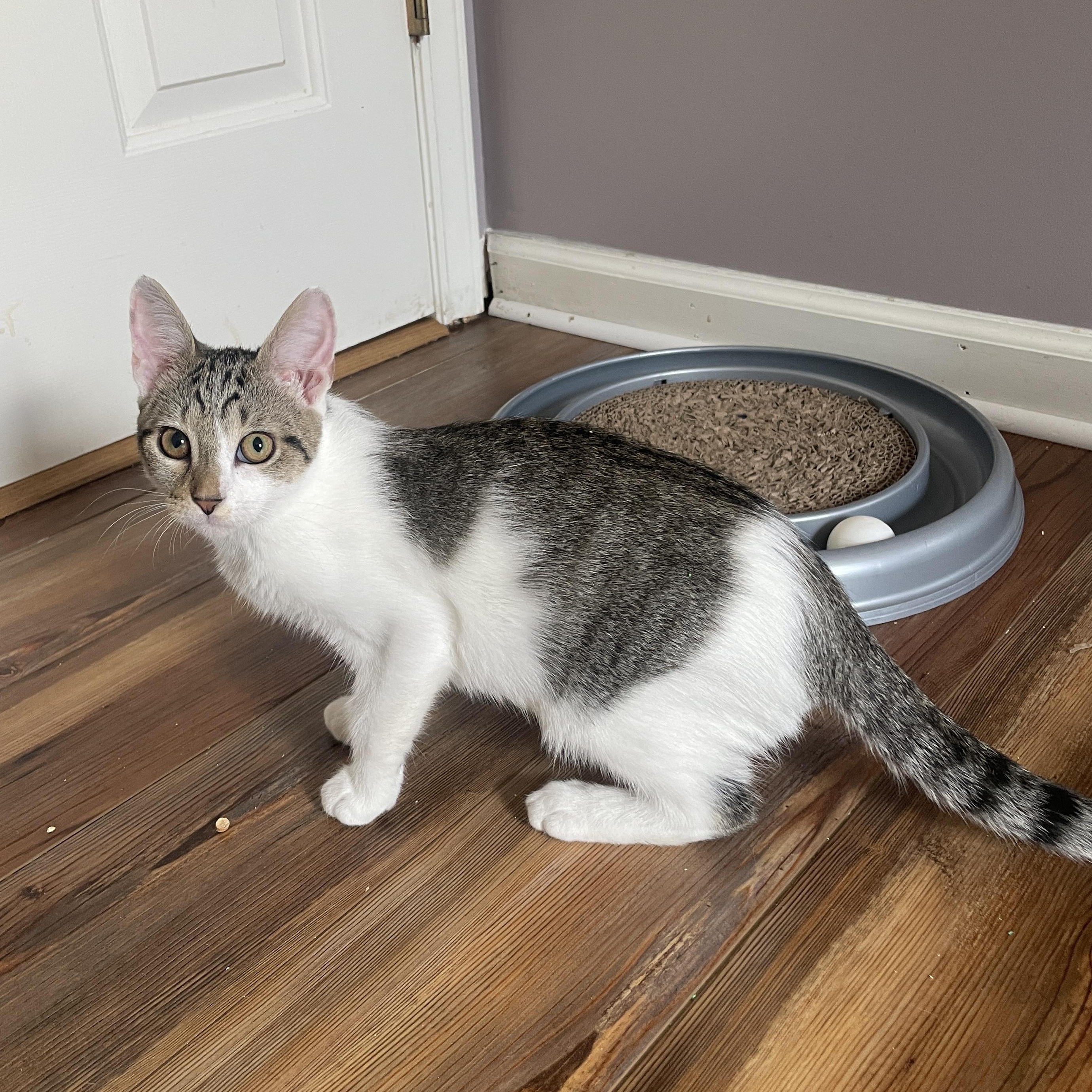 Ceylon, a ADOPTABLE Domestic Short Hair in Apex, NC image 2/6