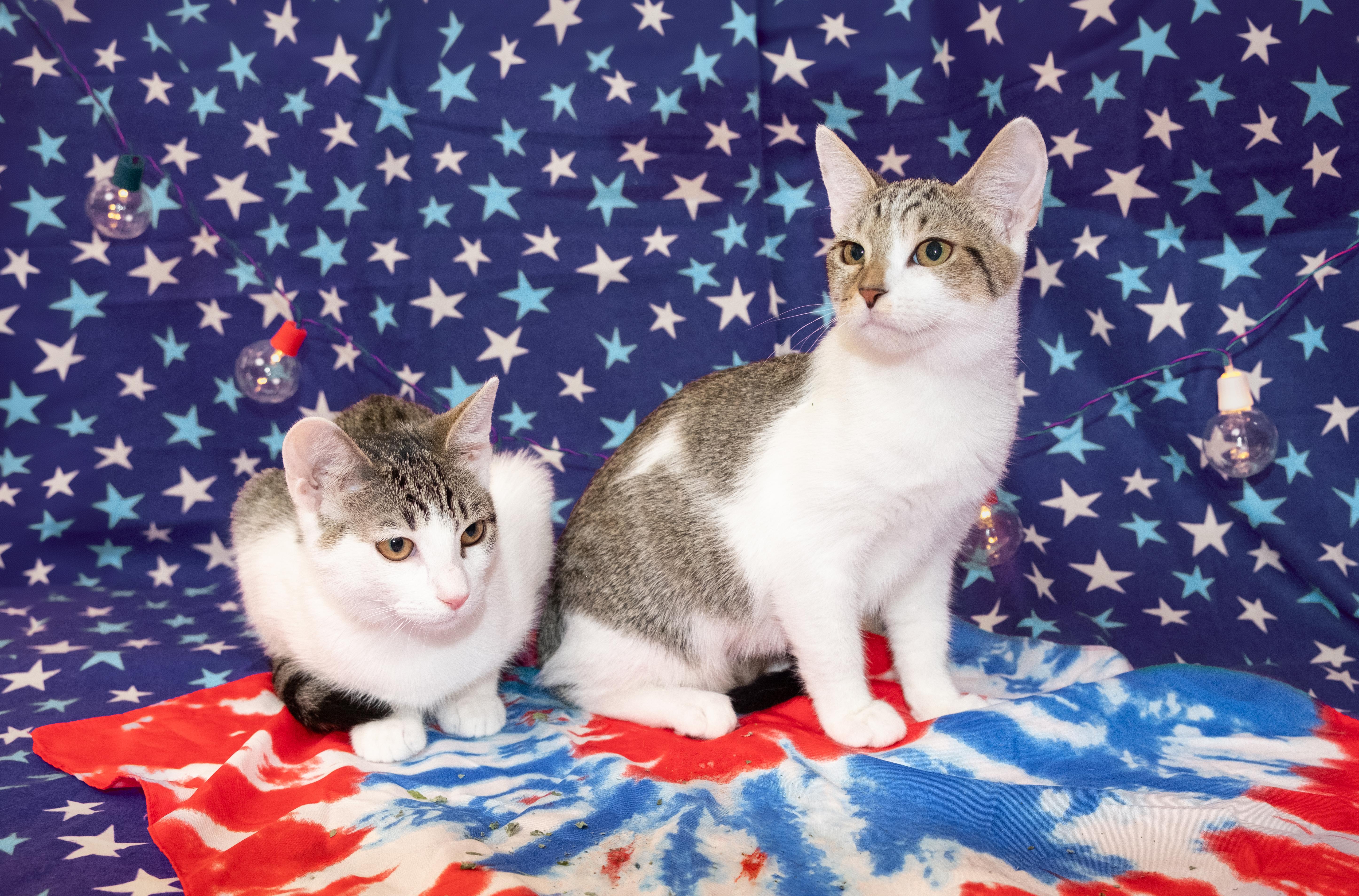 Ceylon, a ADOPTABLE Domestic Short Hair in Apex, NC image 6/6