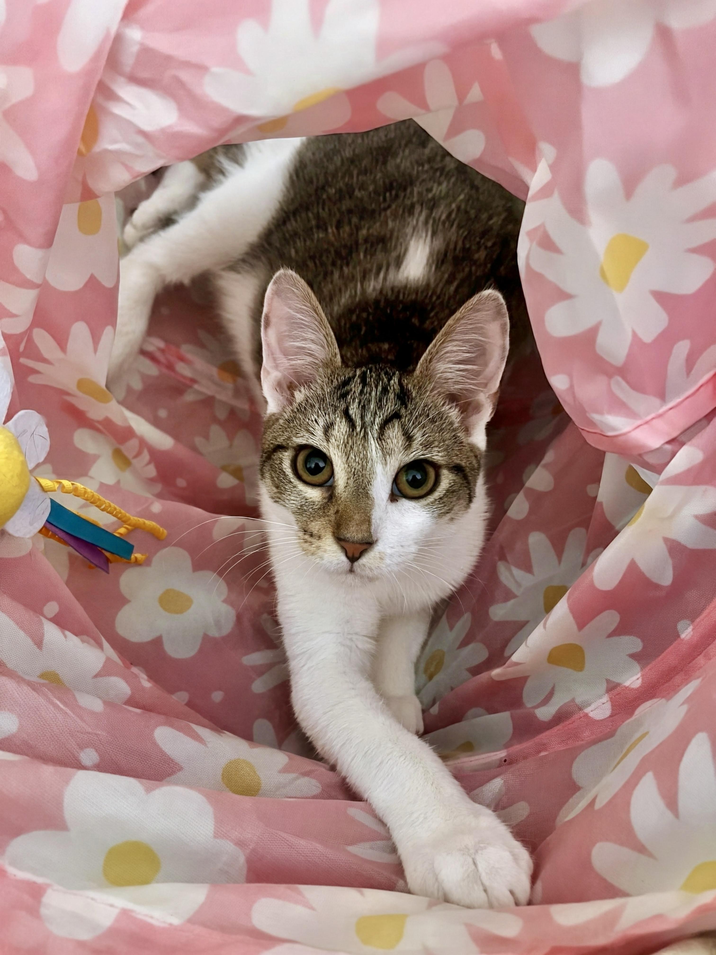 Ceylon, ADOPTABLE, Kitten Female Domestic Short Hair.
