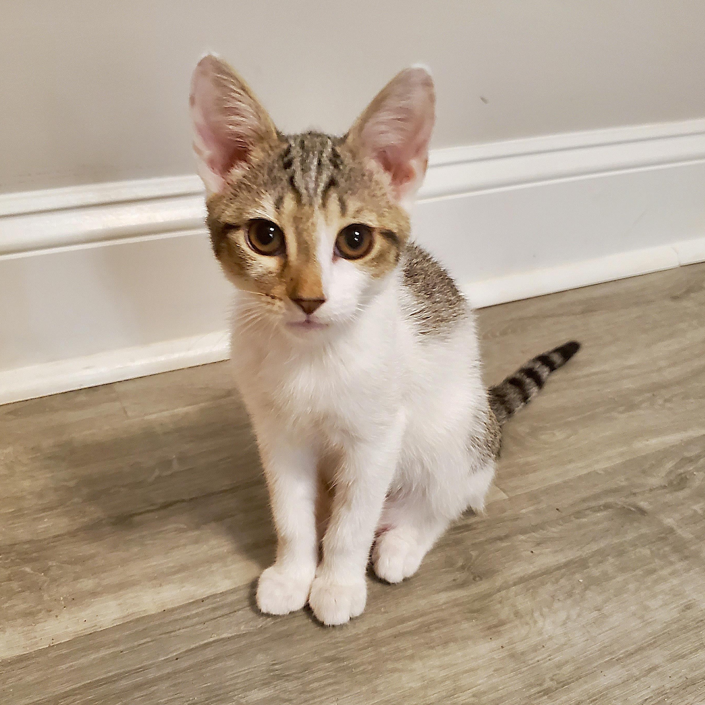 Ceylon, a ADOPTABLE Domestic Short Hair in Apex, NC image 5/6