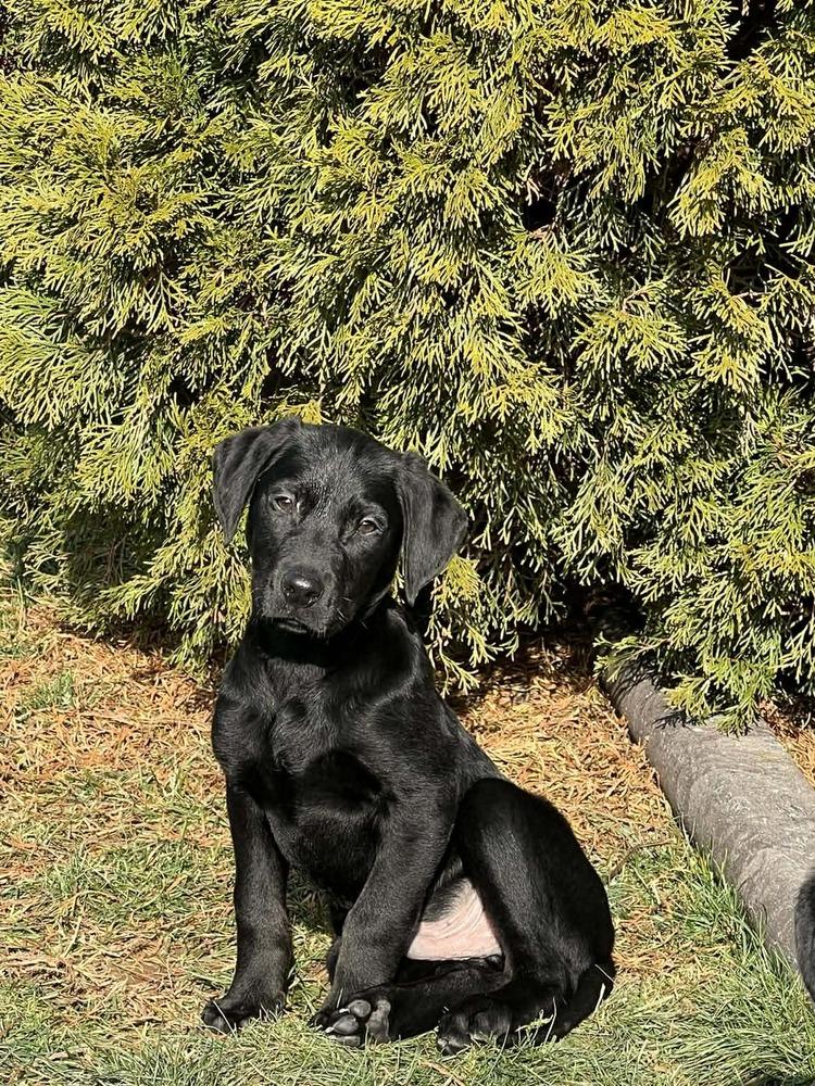 Enlarge Pokey (Easy Going Litter), a Adoptable mixed breed in New Albany, OH image 3/3