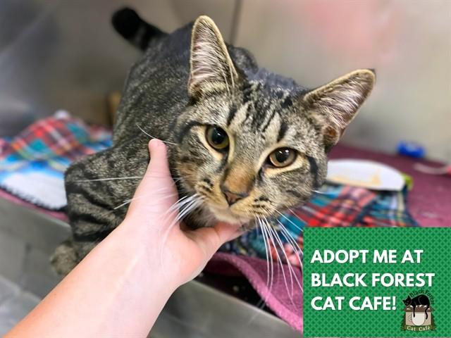 DODGER, Adoptable, Adult Male Domestic Short Hair.