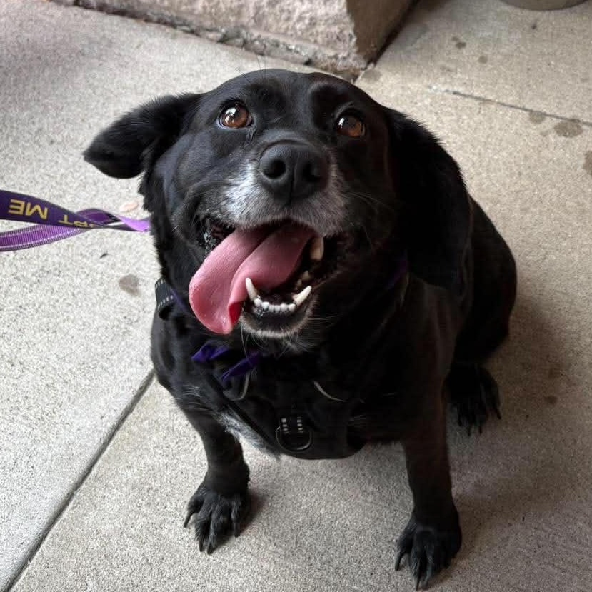 Dumplin', ADOPTABLE, Adult Female Labrador Retriever & Beagle.