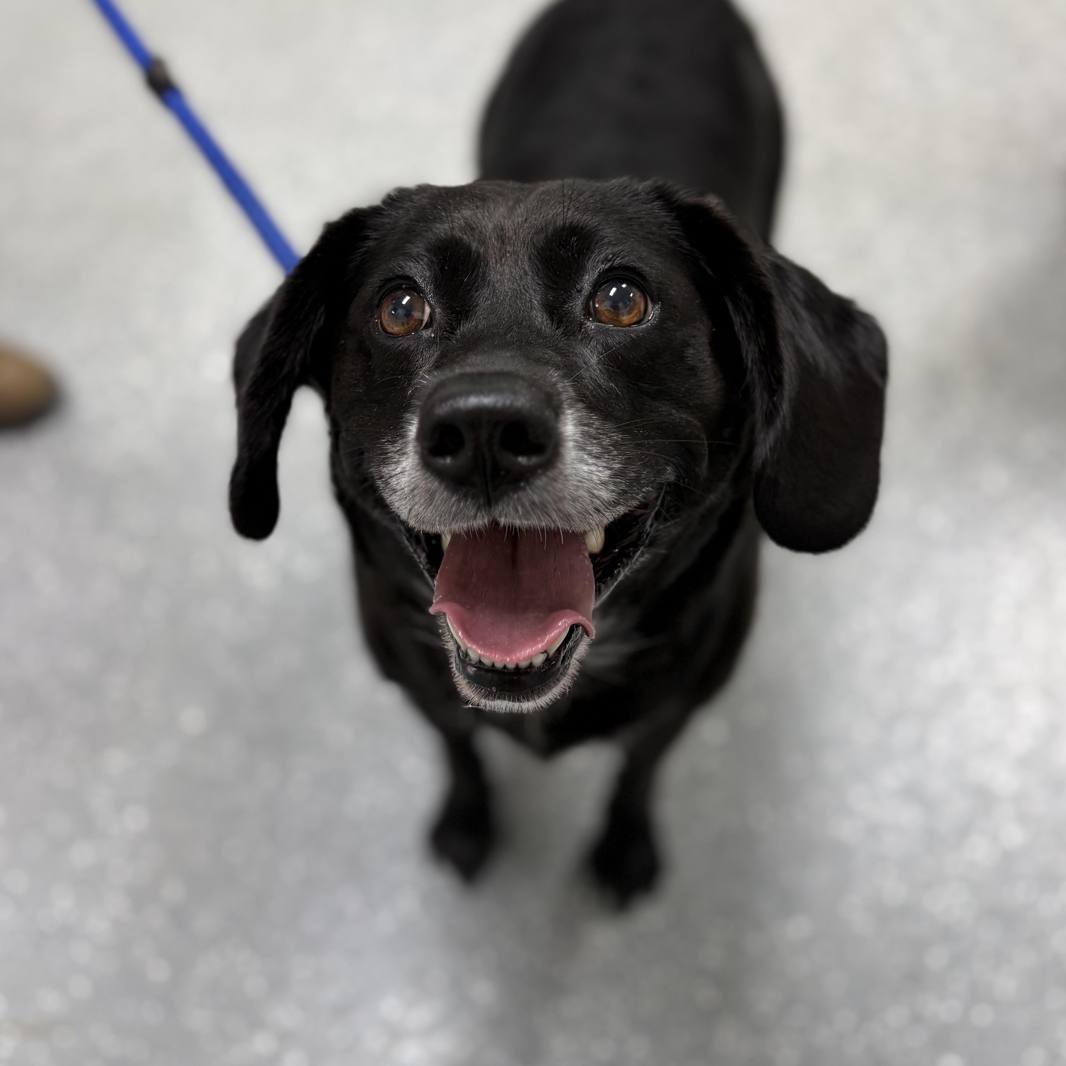 Enlarge Dumplin', a ADOPTABLE mixed breed in Bardstown, KY image 3/6
