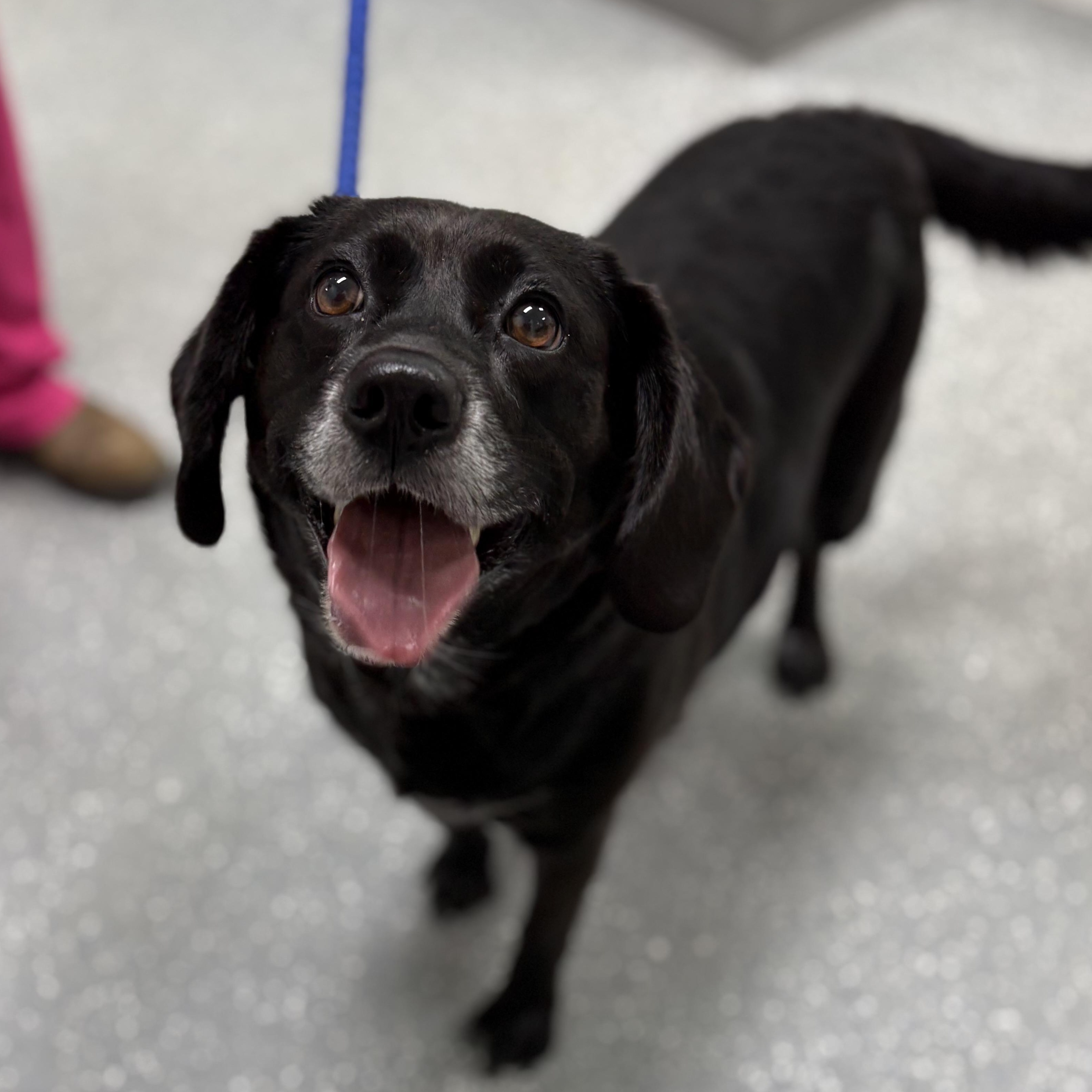 Enlarge Dumplin', a ADOPTABLE mixed breed in Bardstown, KY image 4/6