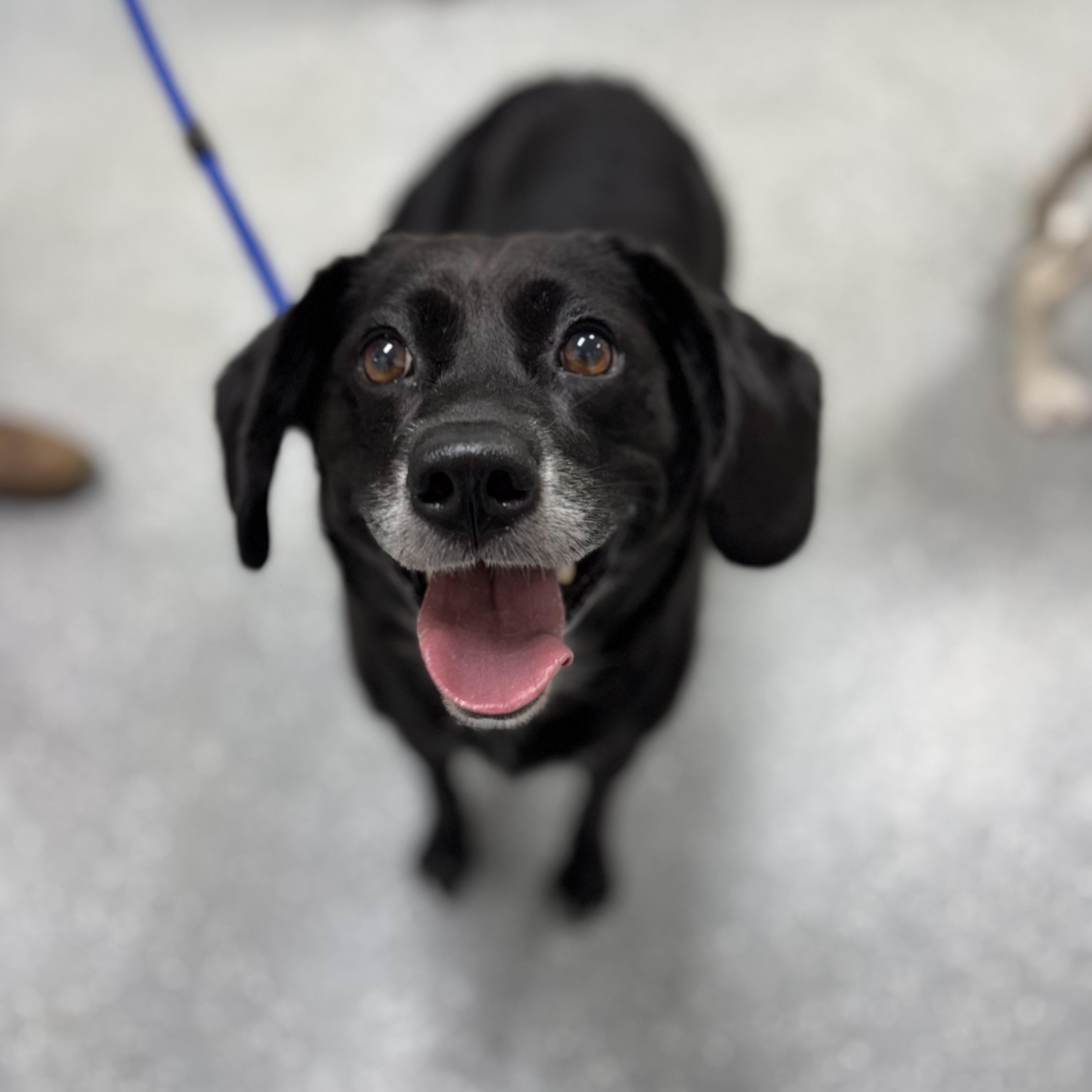 Enlarge Dumplin', a ADOPTABLE mixed breed in Bardstown, KY image 5/6