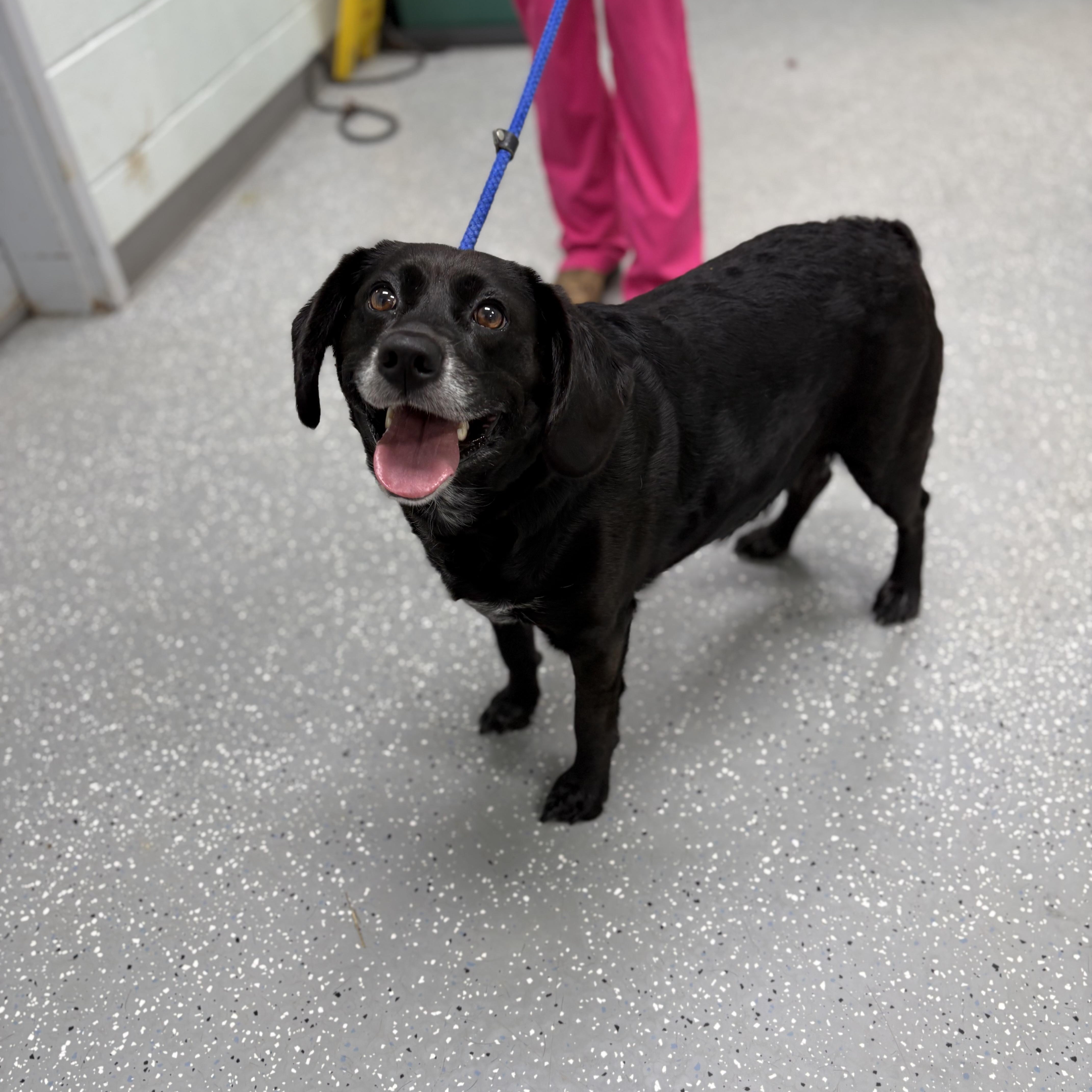 Enlarge Dumplin', a ADOPTABLE mixed breed in Bardstown, KY image 6/6