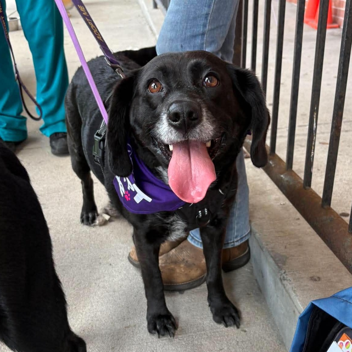 Enlarge Dumplin', a ADOPTABLE mixed breed in Bardstown, KY image 2/6